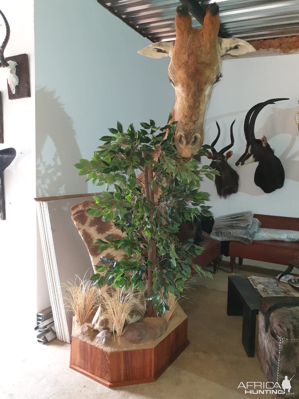 Giraffe Shoulder Mount Taxidermy