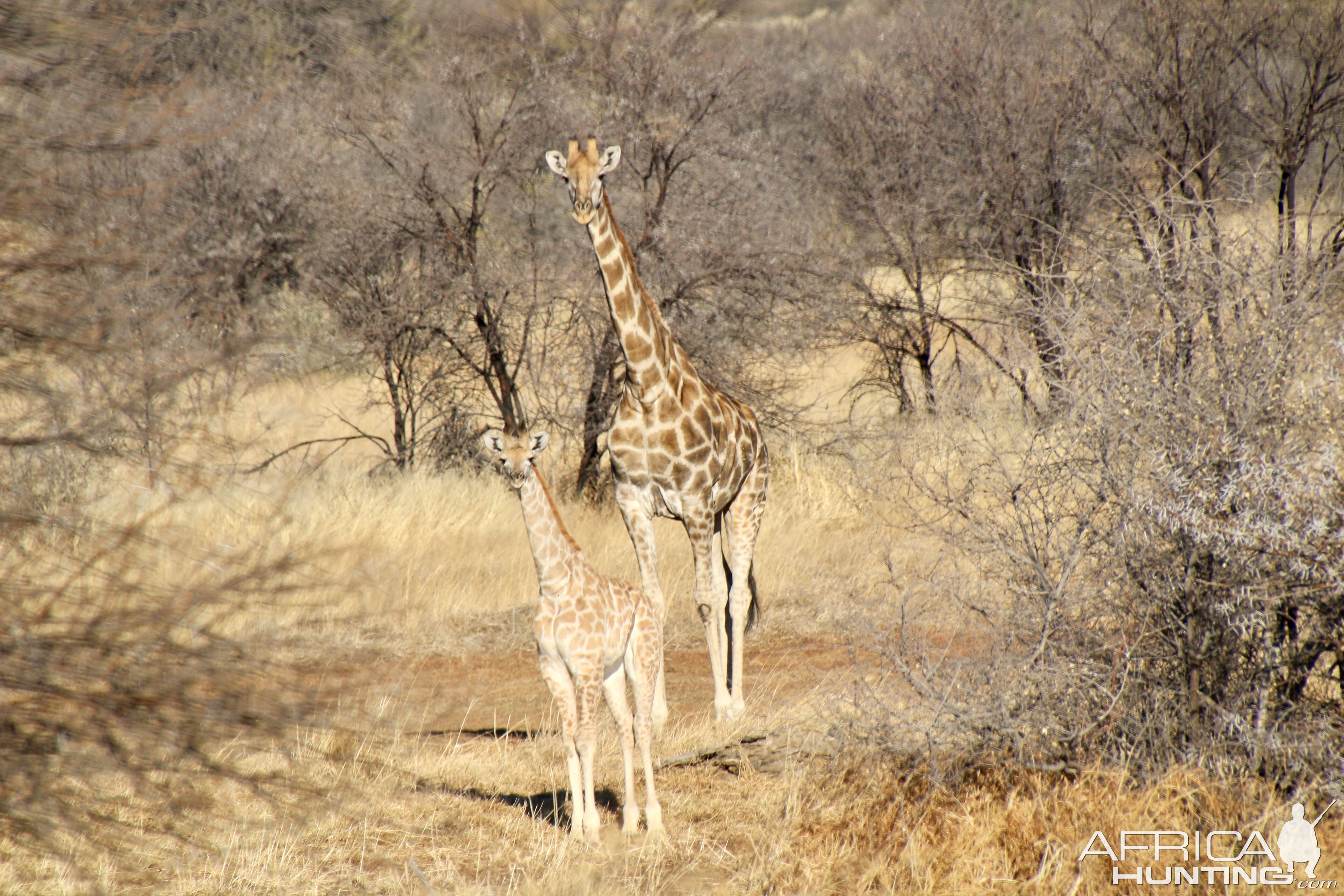 Giraffe sighting