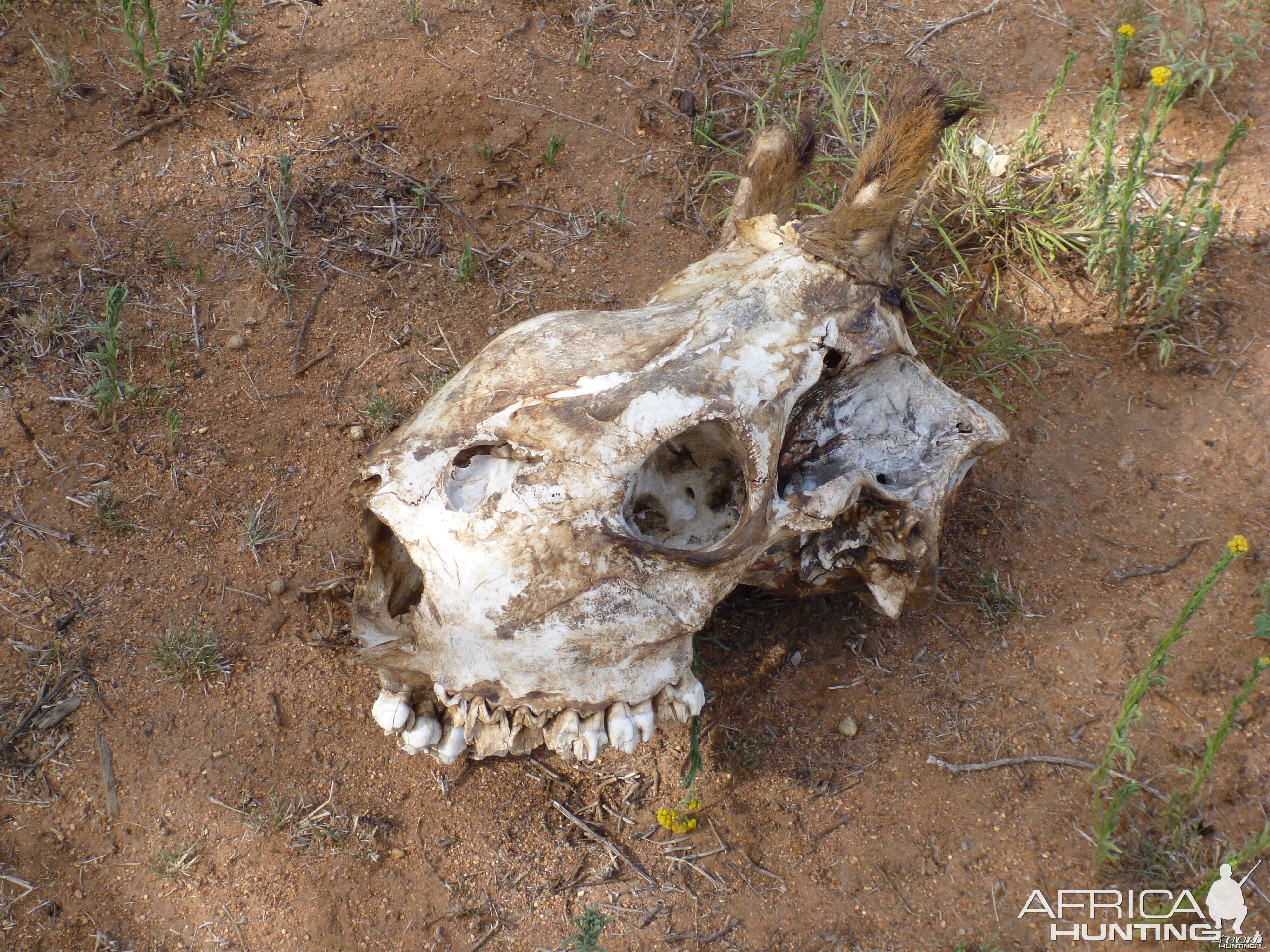 Giraffe Skull Namibia