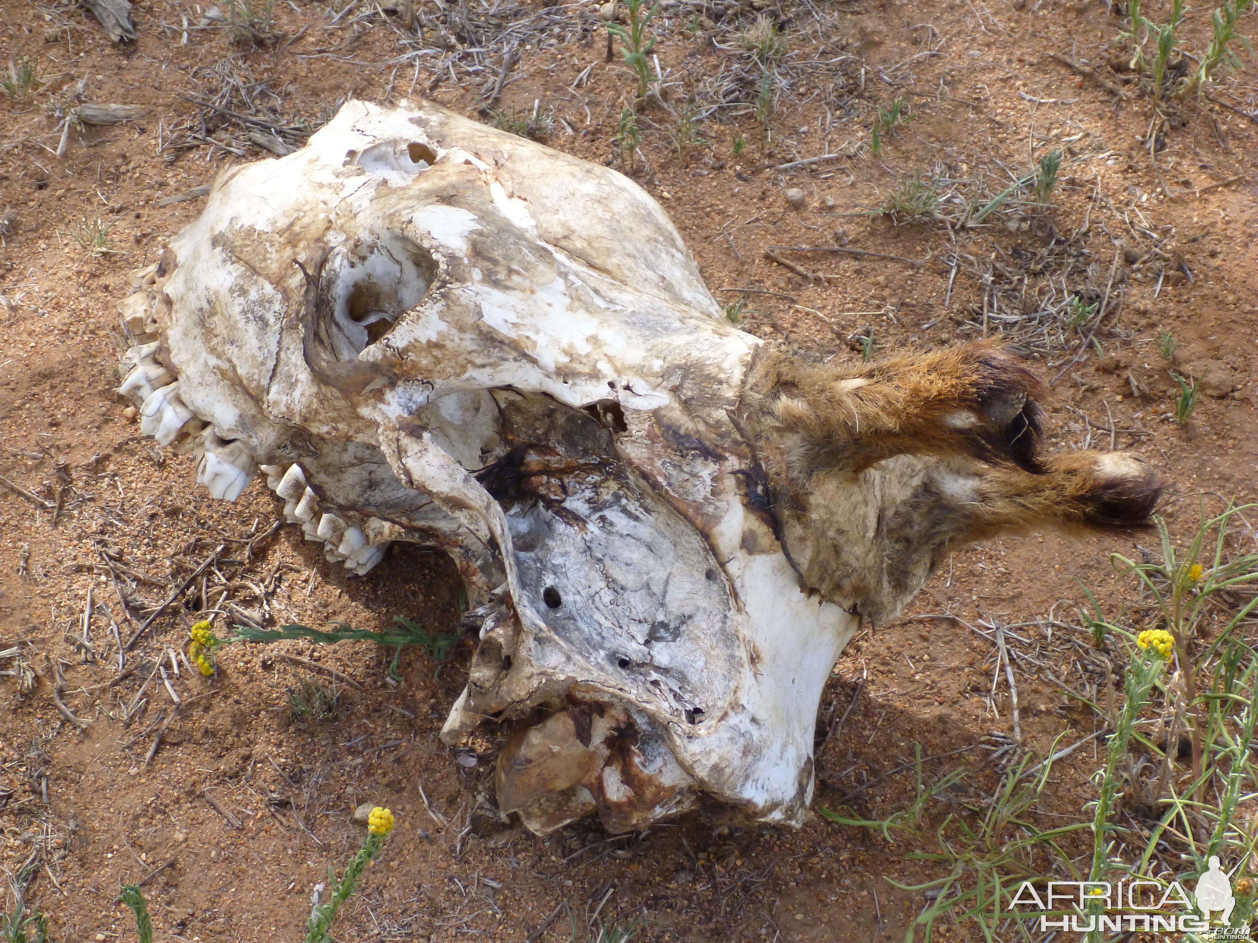 Giraffe Skull Namibia