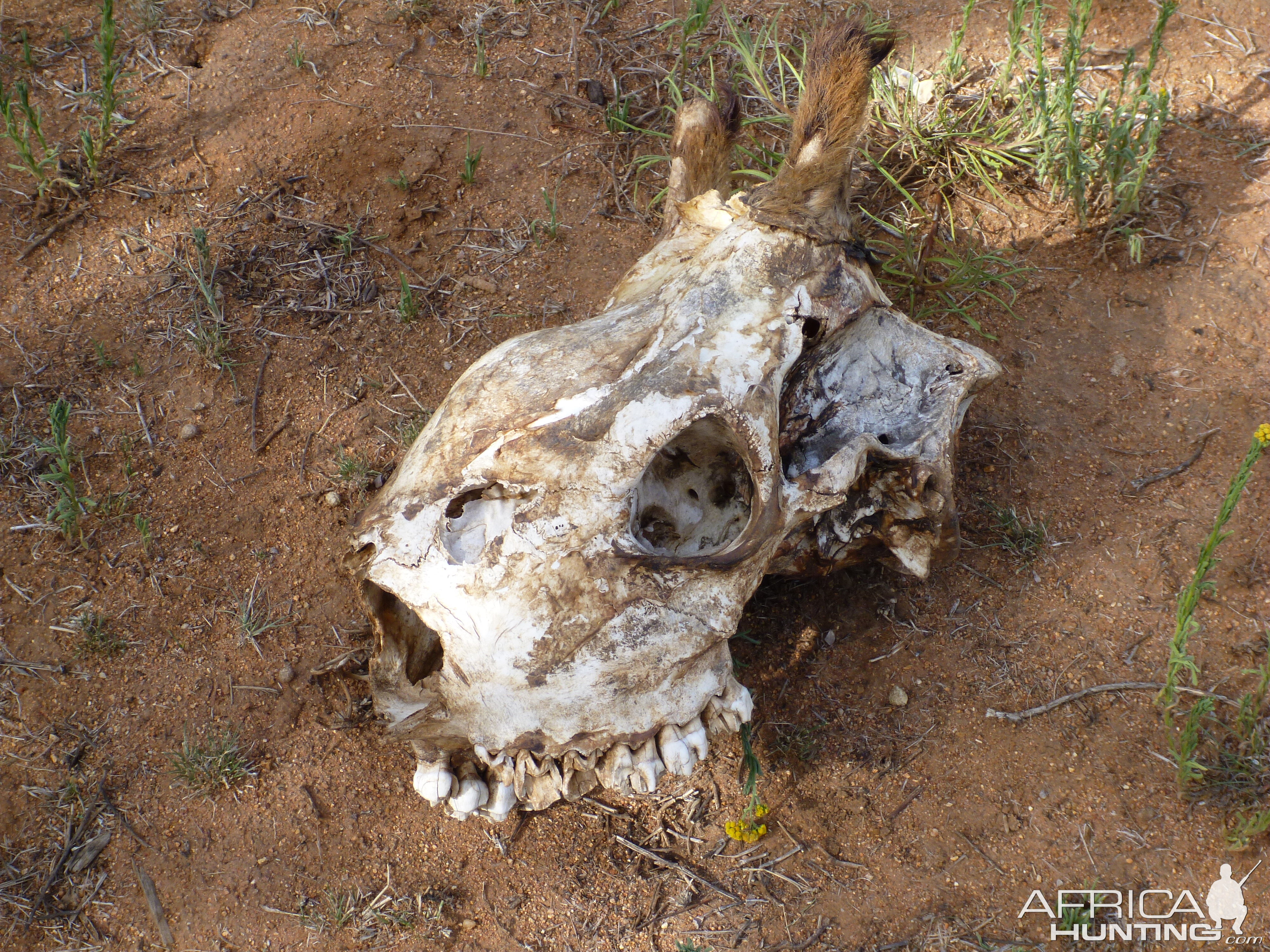 Giraffe Skull Namibia