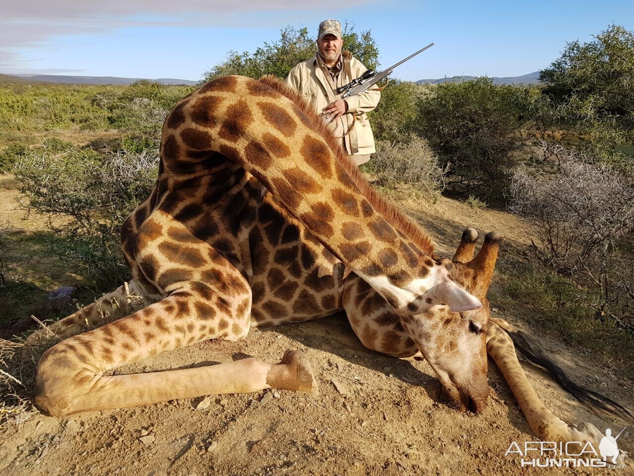 Giraffe South Africa Hunting