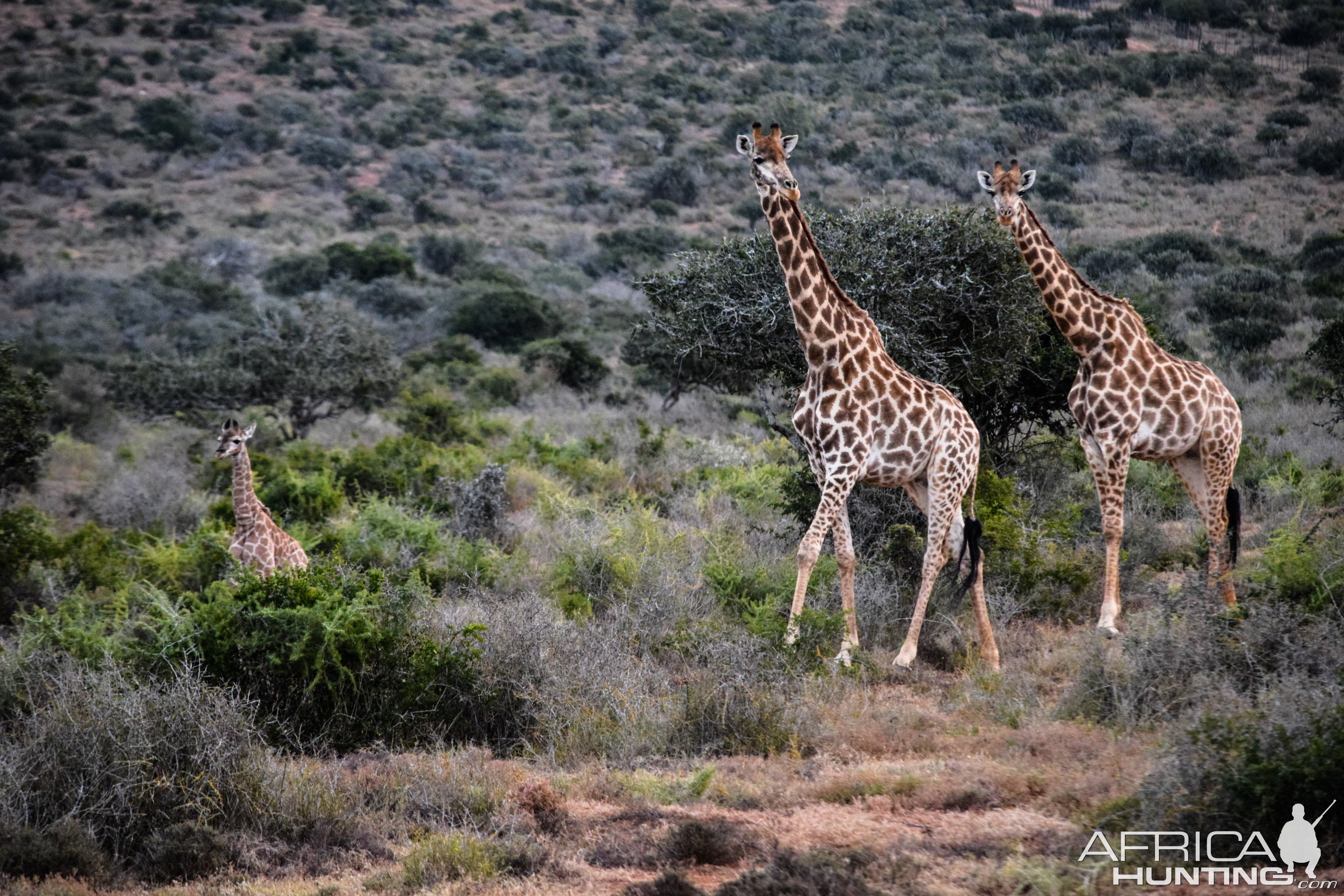 Giraffe South Africa