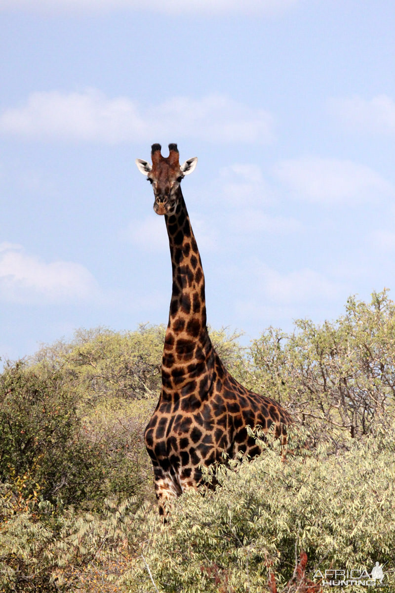 Giraffe South Africa