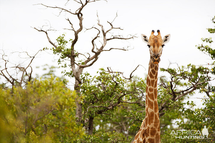 Giraffe South Africa