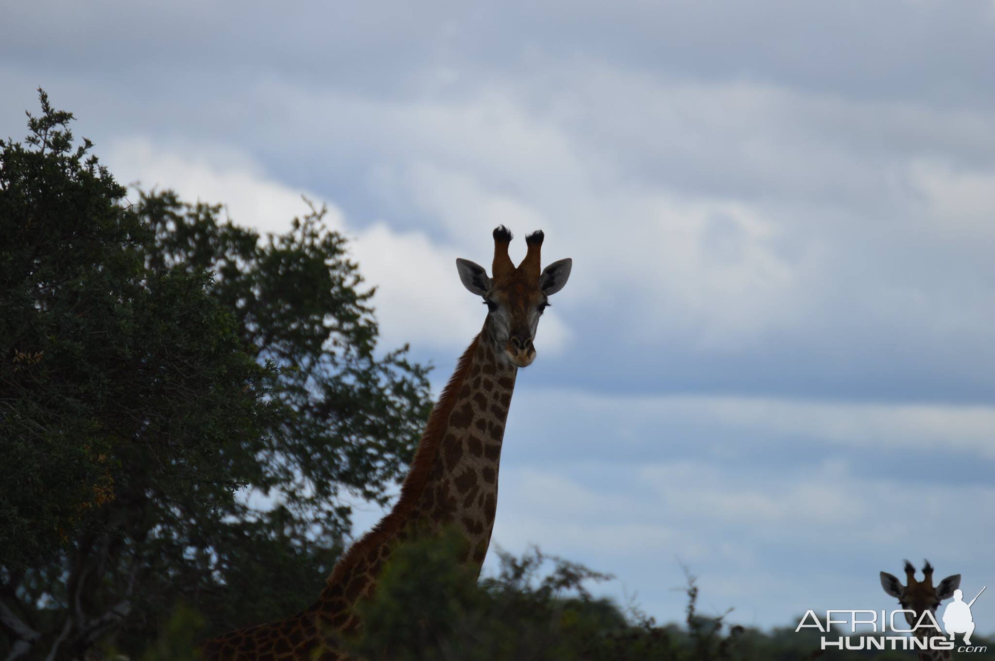 Giraffe South Africa