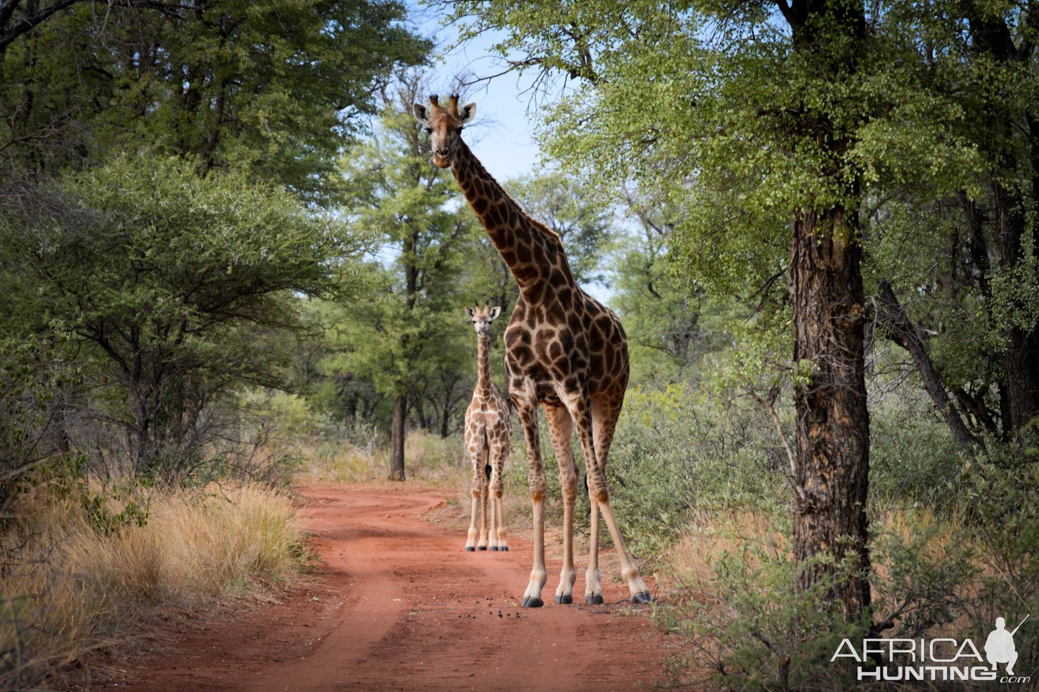 Giraffe South Africa