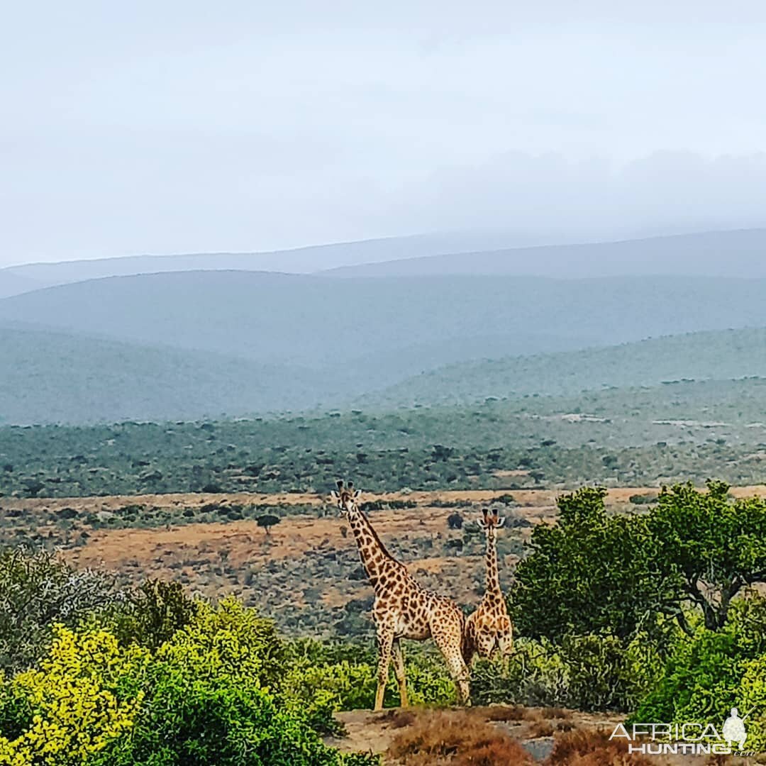 Giraffe South Africa