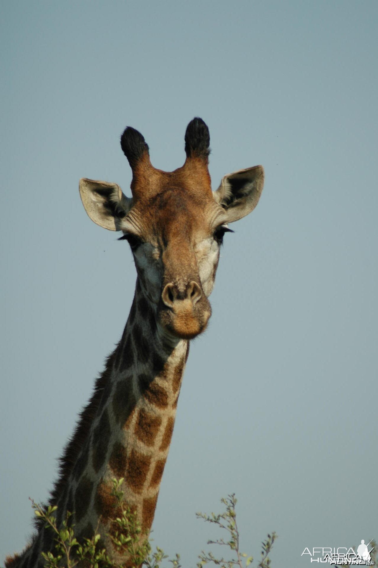 Giraffe South Africa