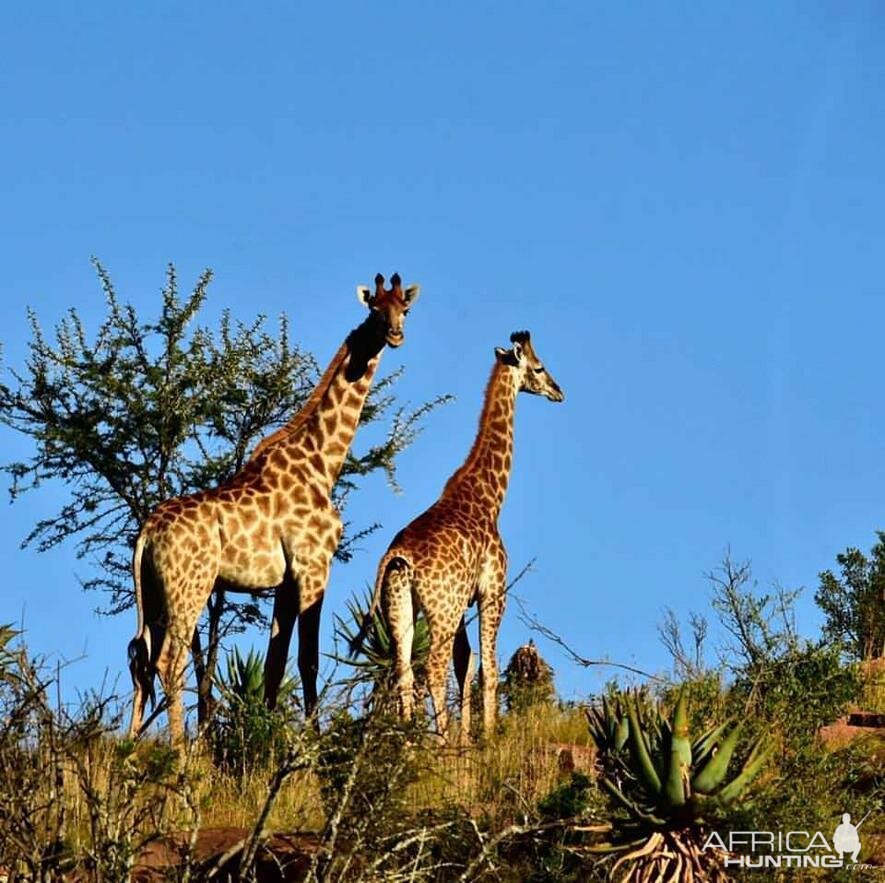 Giraffe South Africa