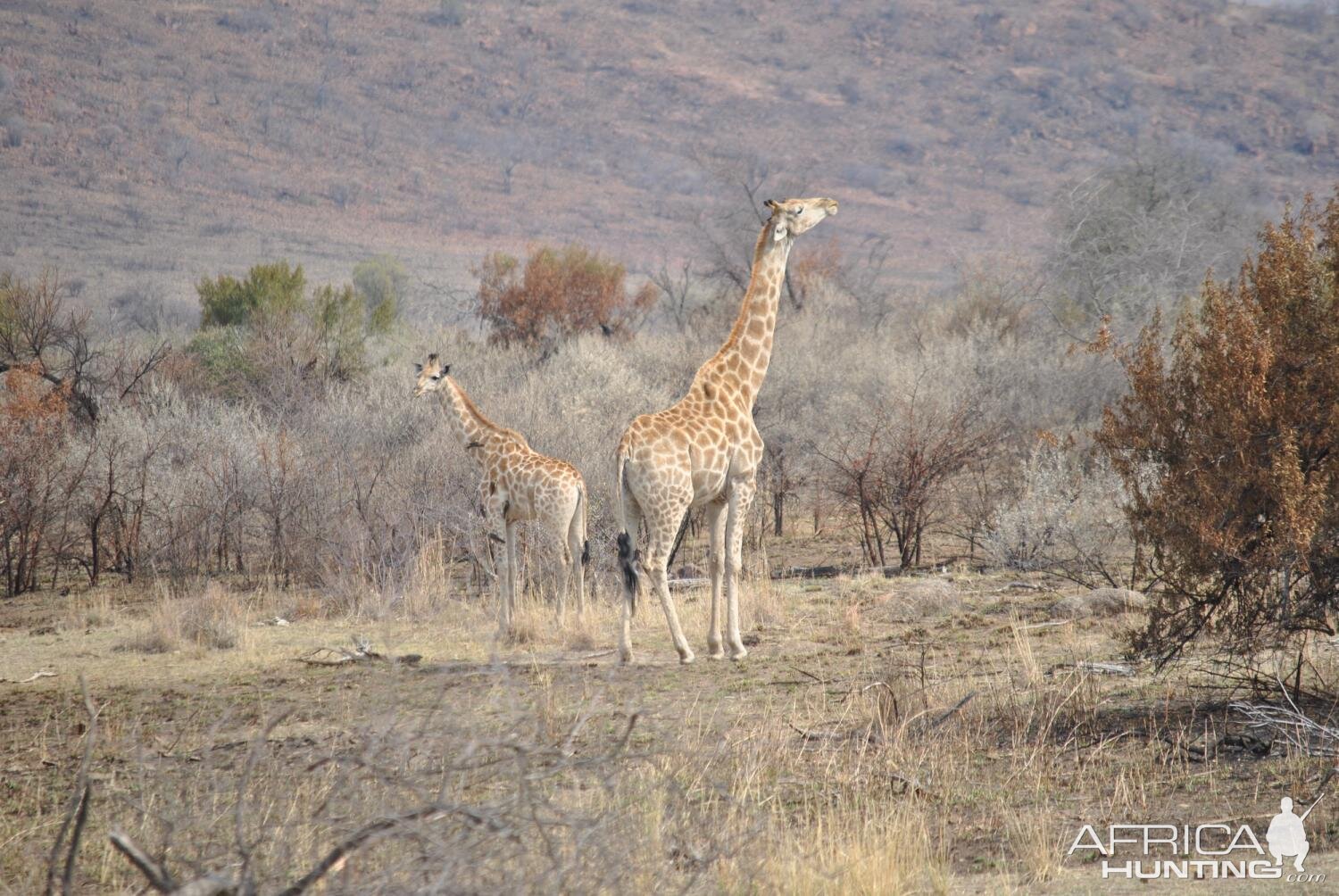 Giraffe South Africa