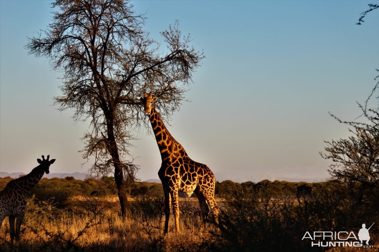 Giraffe South Africa