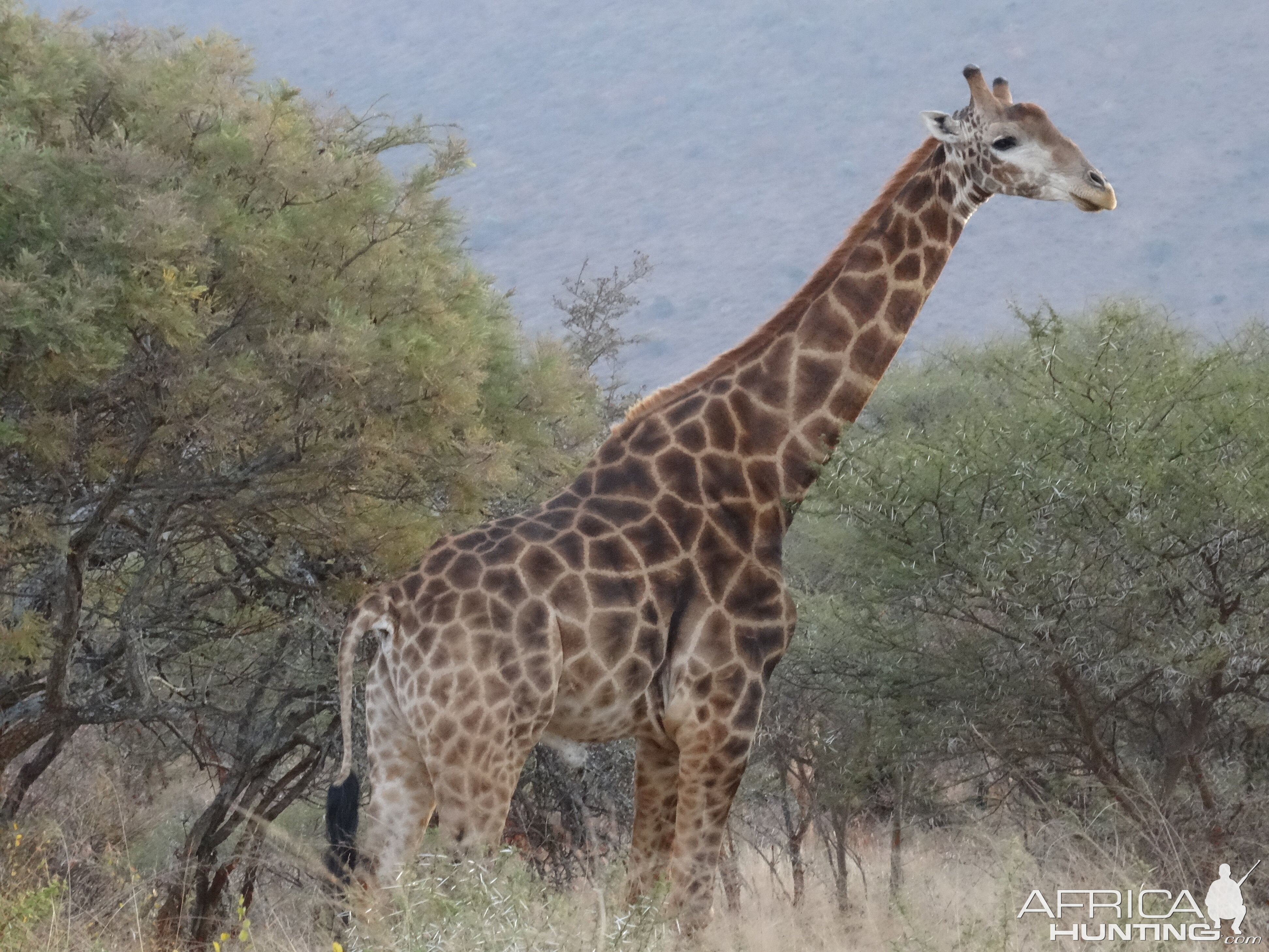 Giraffe South Africa