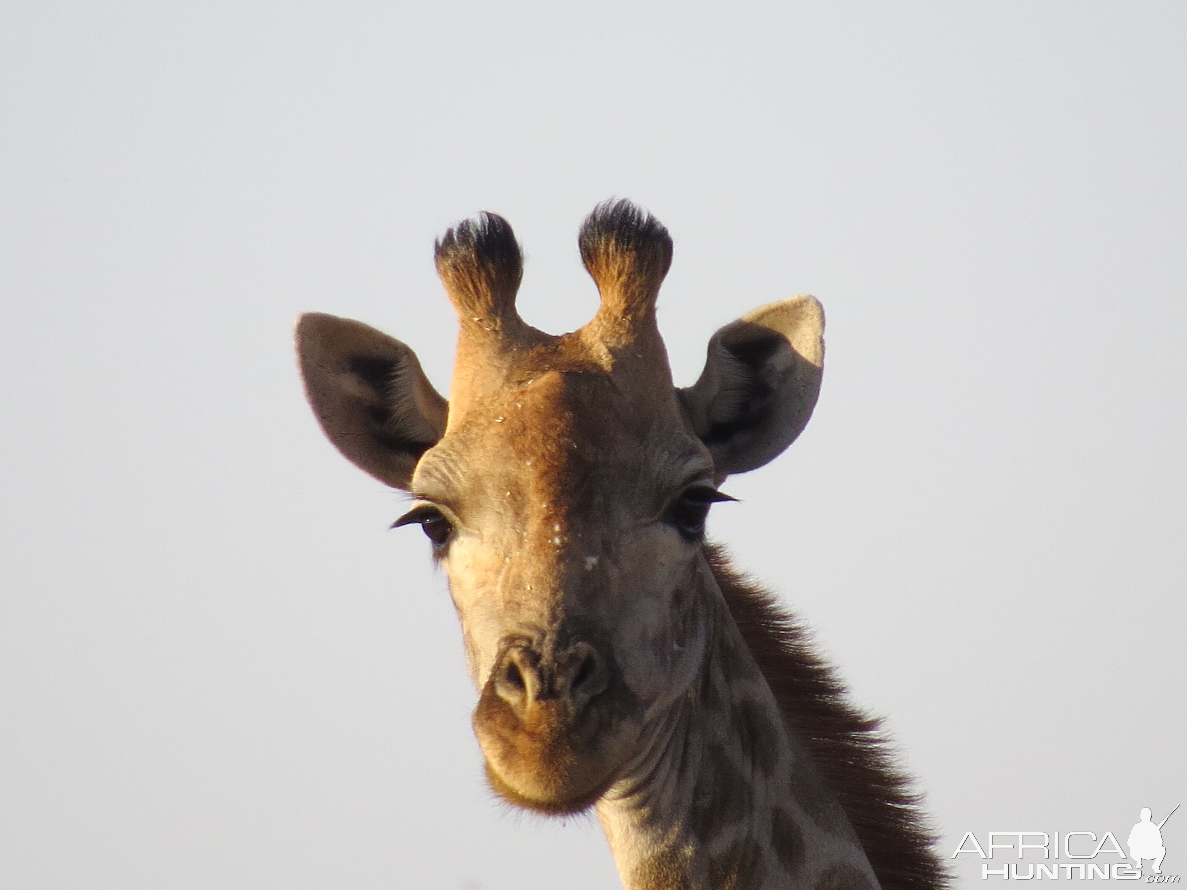 Giraffe South Africa