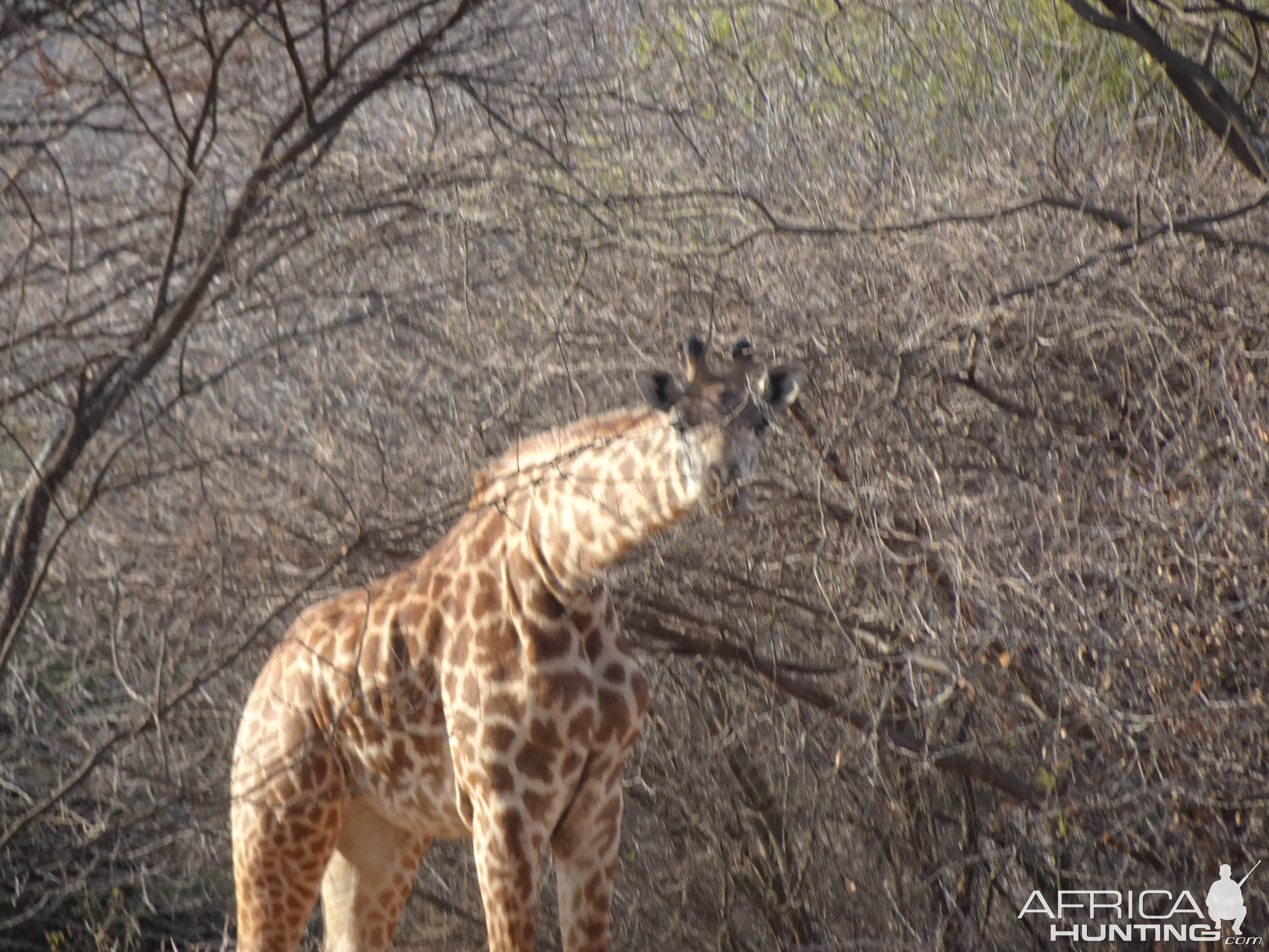 Giraffe Tanzania