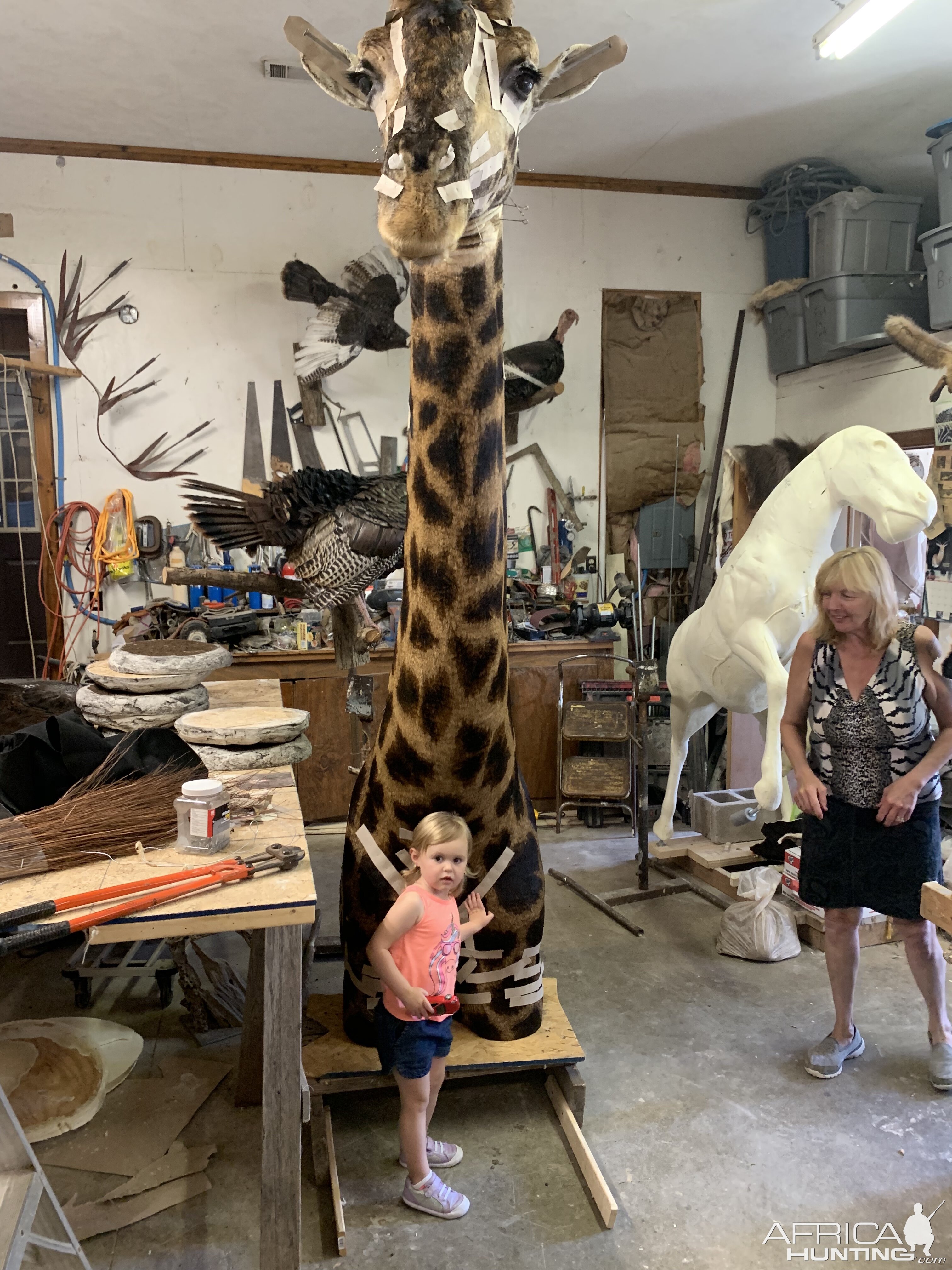 Giraffe Taxidermy Process