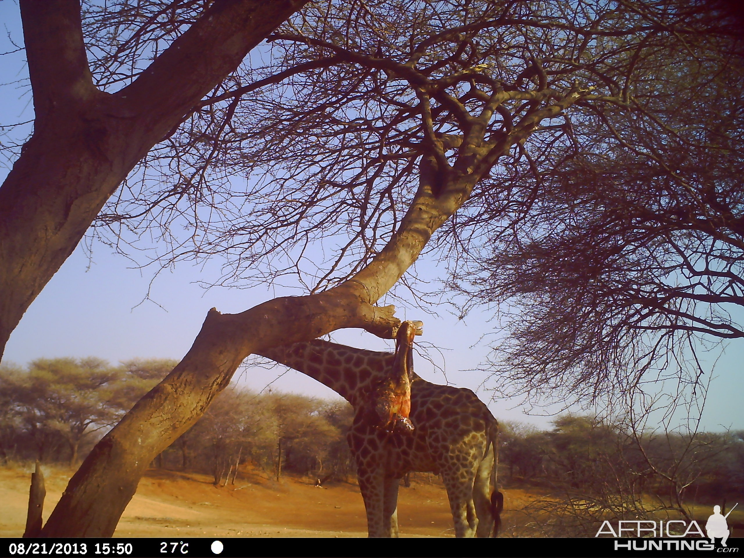 Giraffe Trail Camera