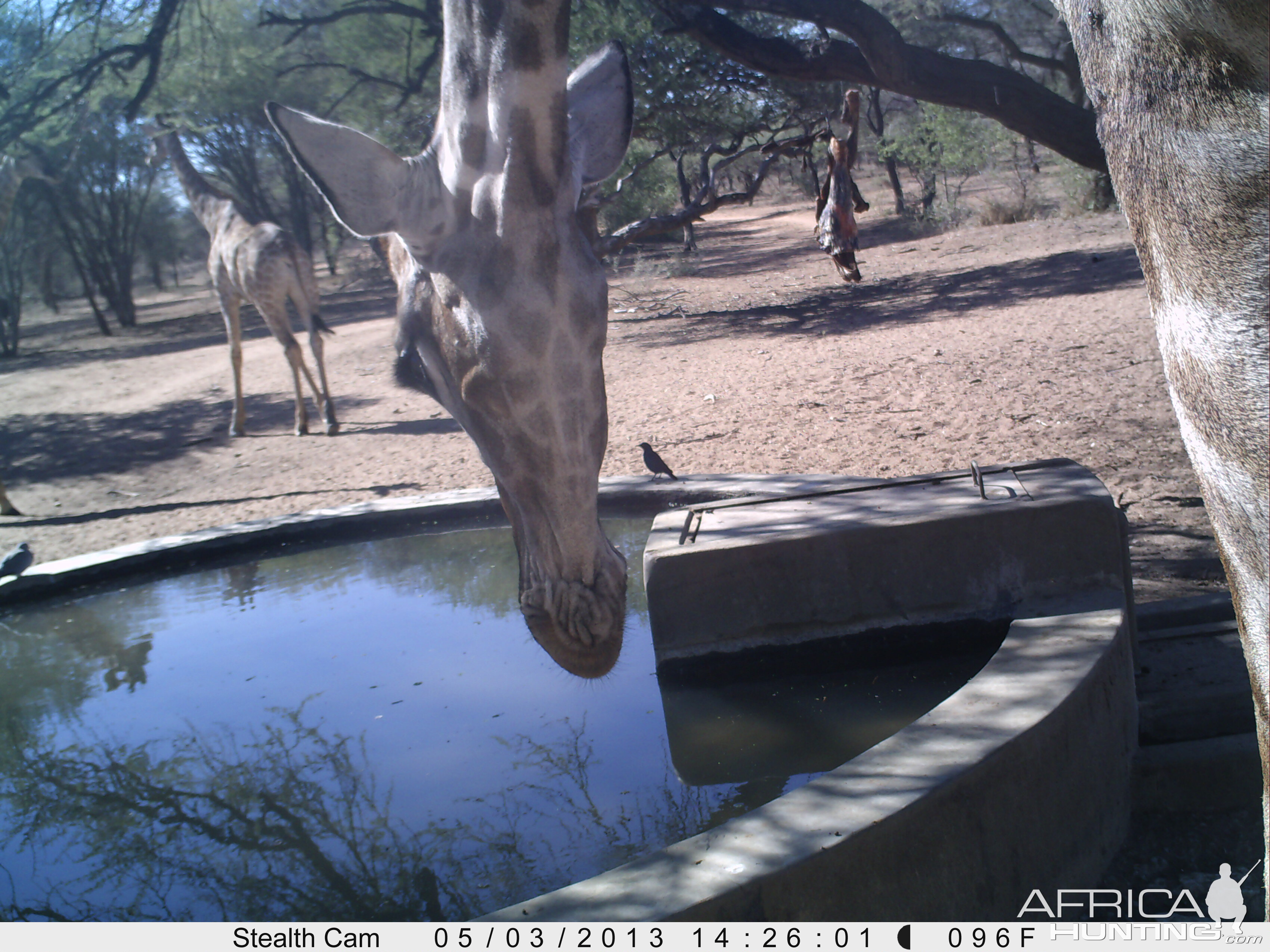 Giraffe Trail Camera