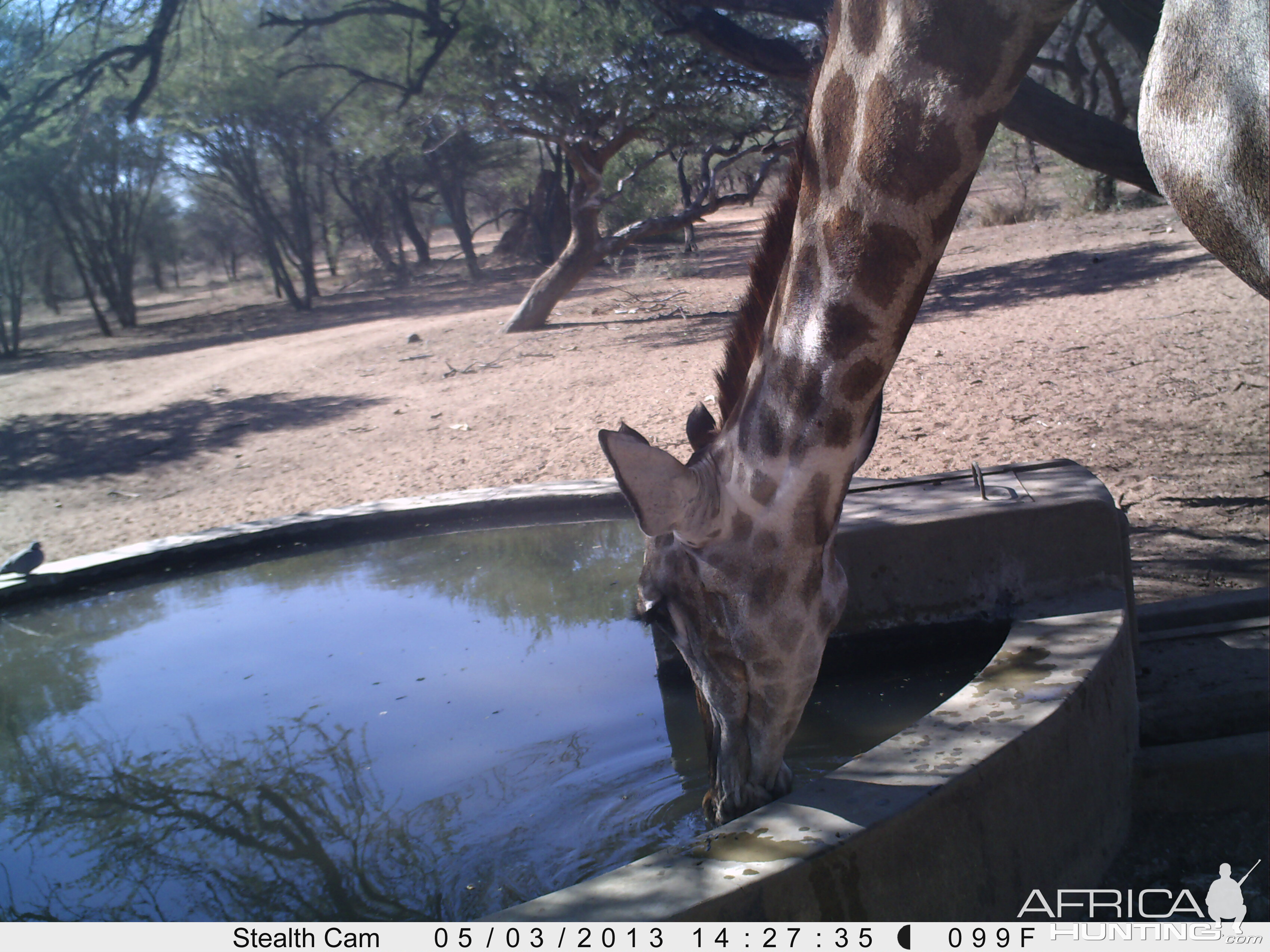 Giraffe Trail Camera