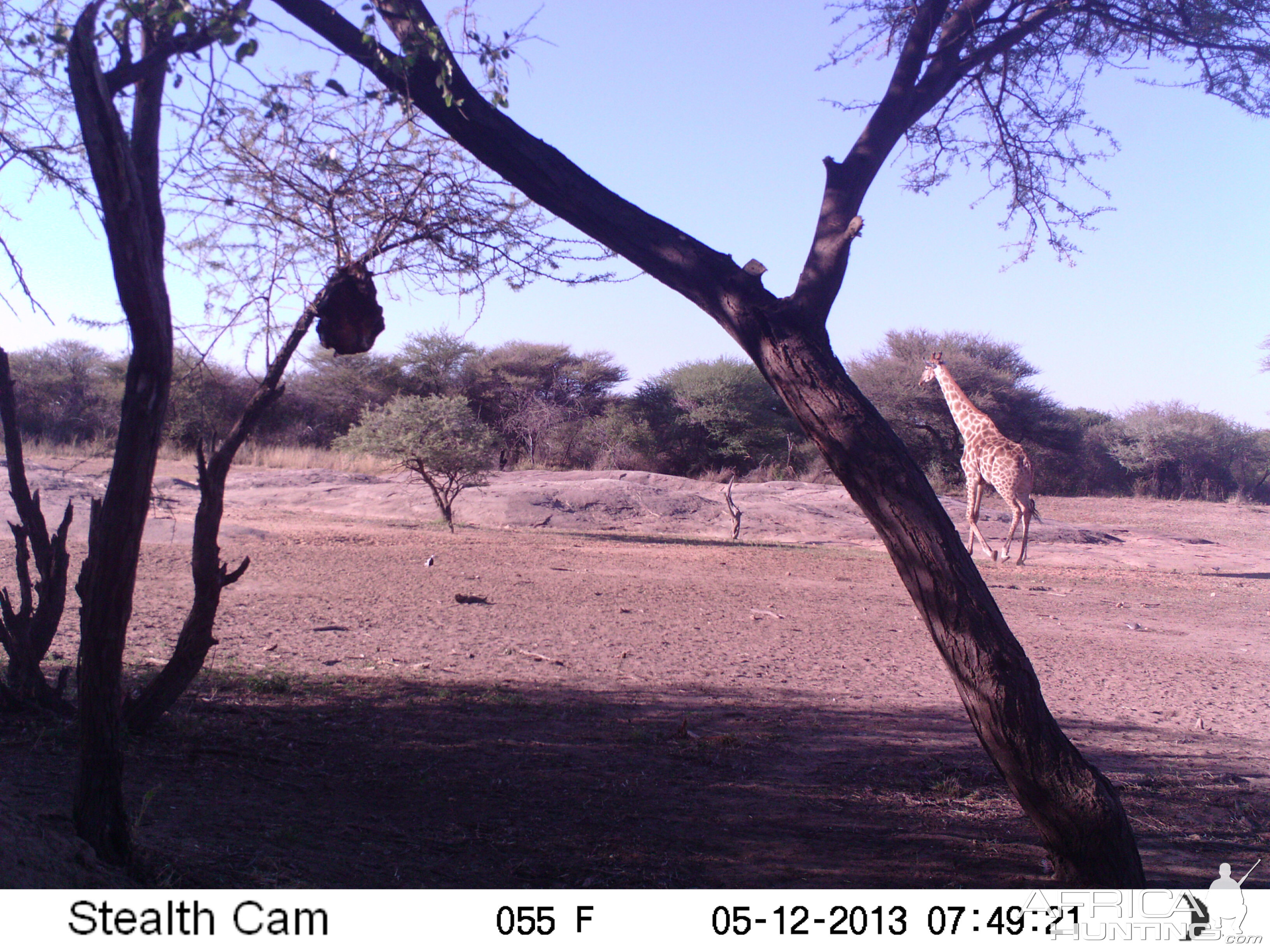 Giraffe Trail Camera