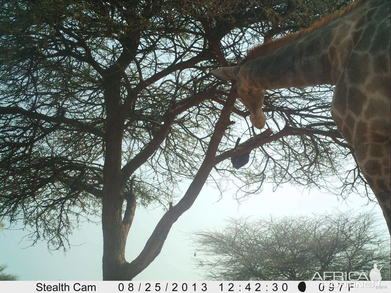 Giraffe Trail Camera