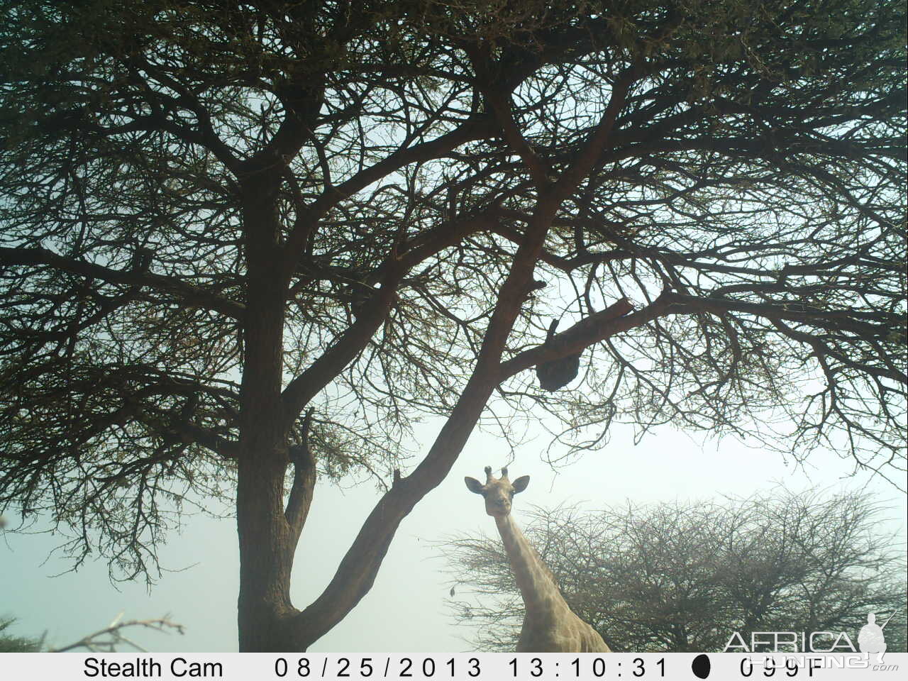 Giraffe Trail Camera