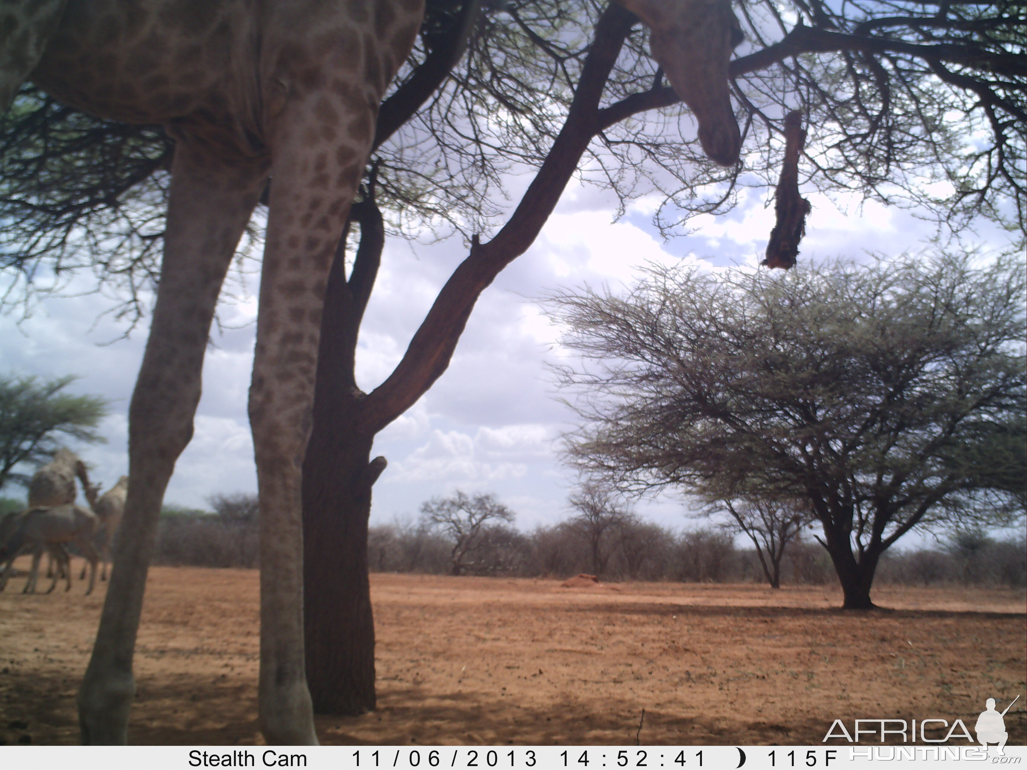 Giraffe Trail Camera