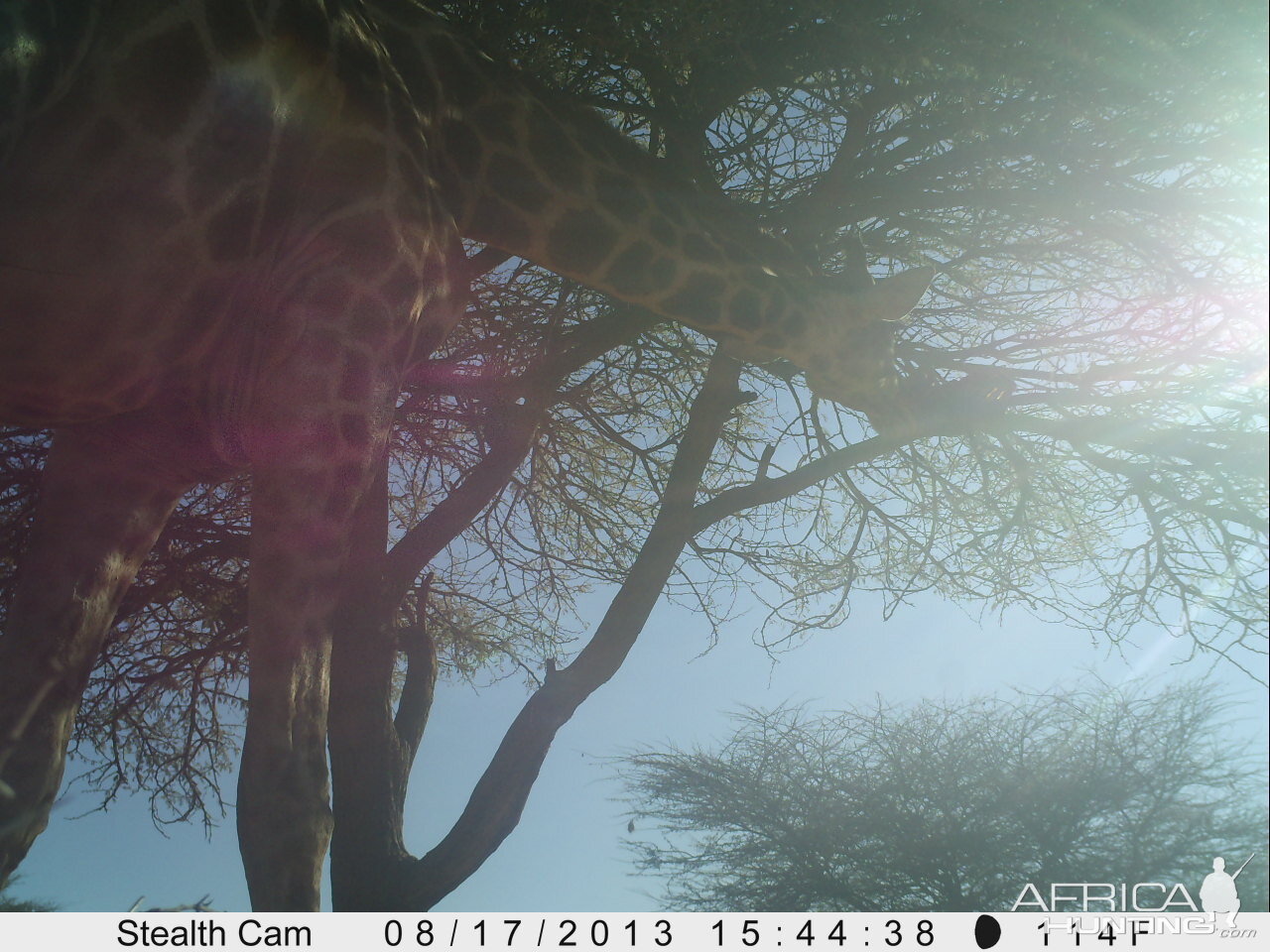 Giraffe Trail Camera