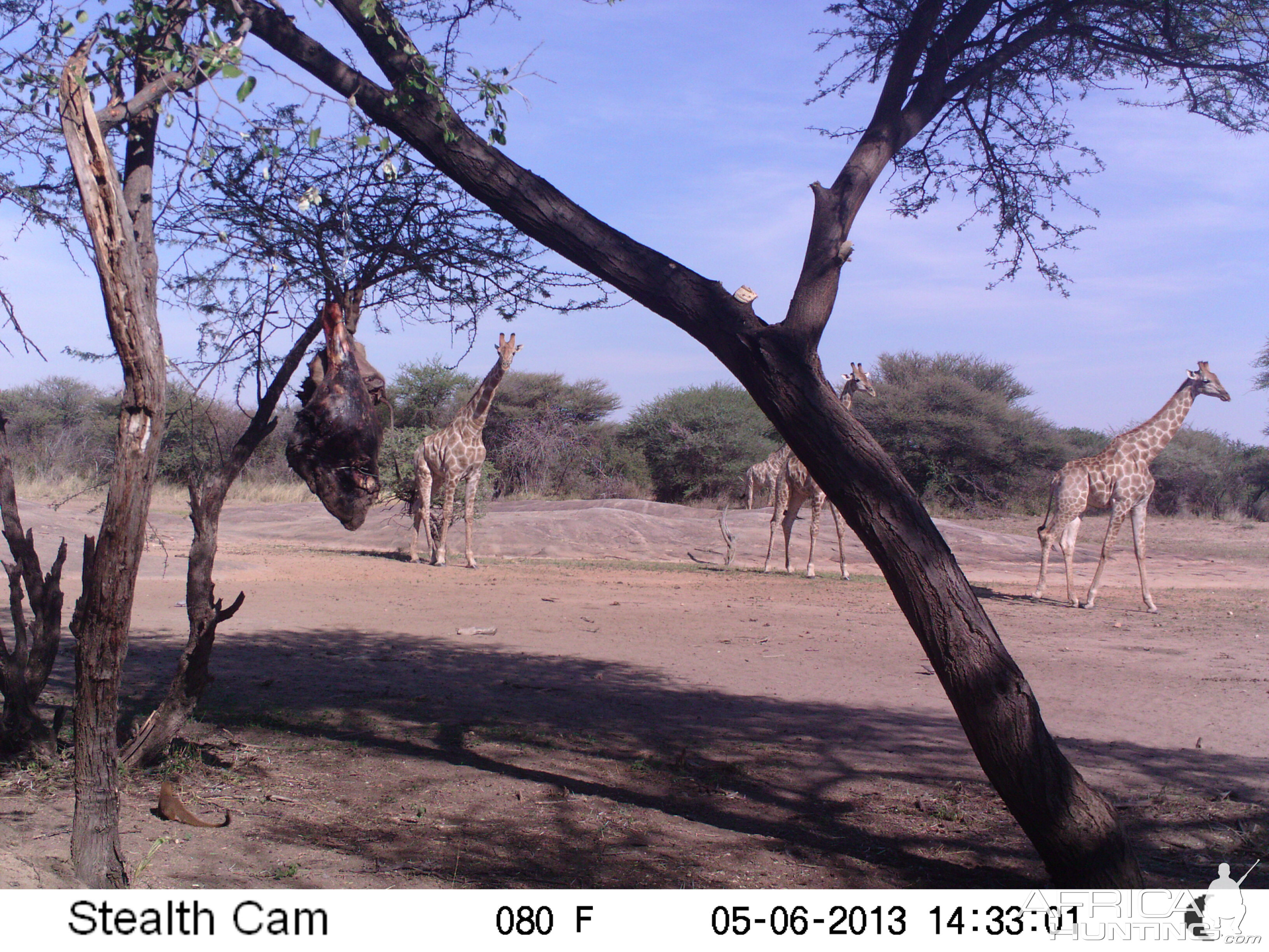 Giraffe Trail Camera