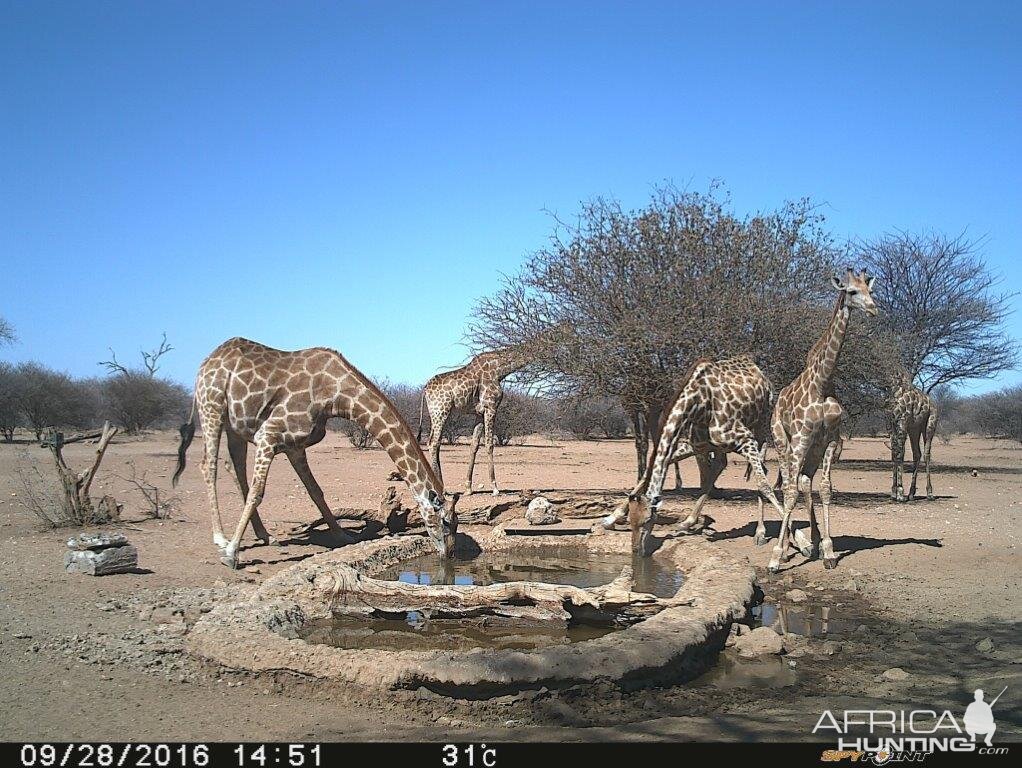 Giraffe Trial Cam