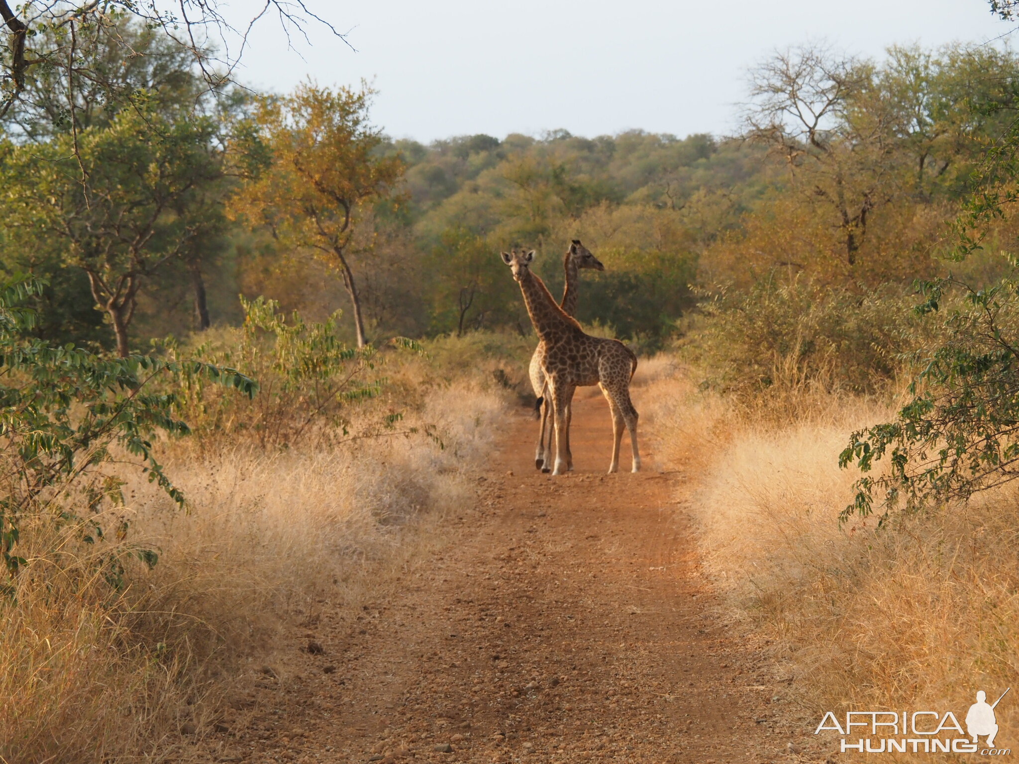 Giraffe Wildlife Limpopo South Africa