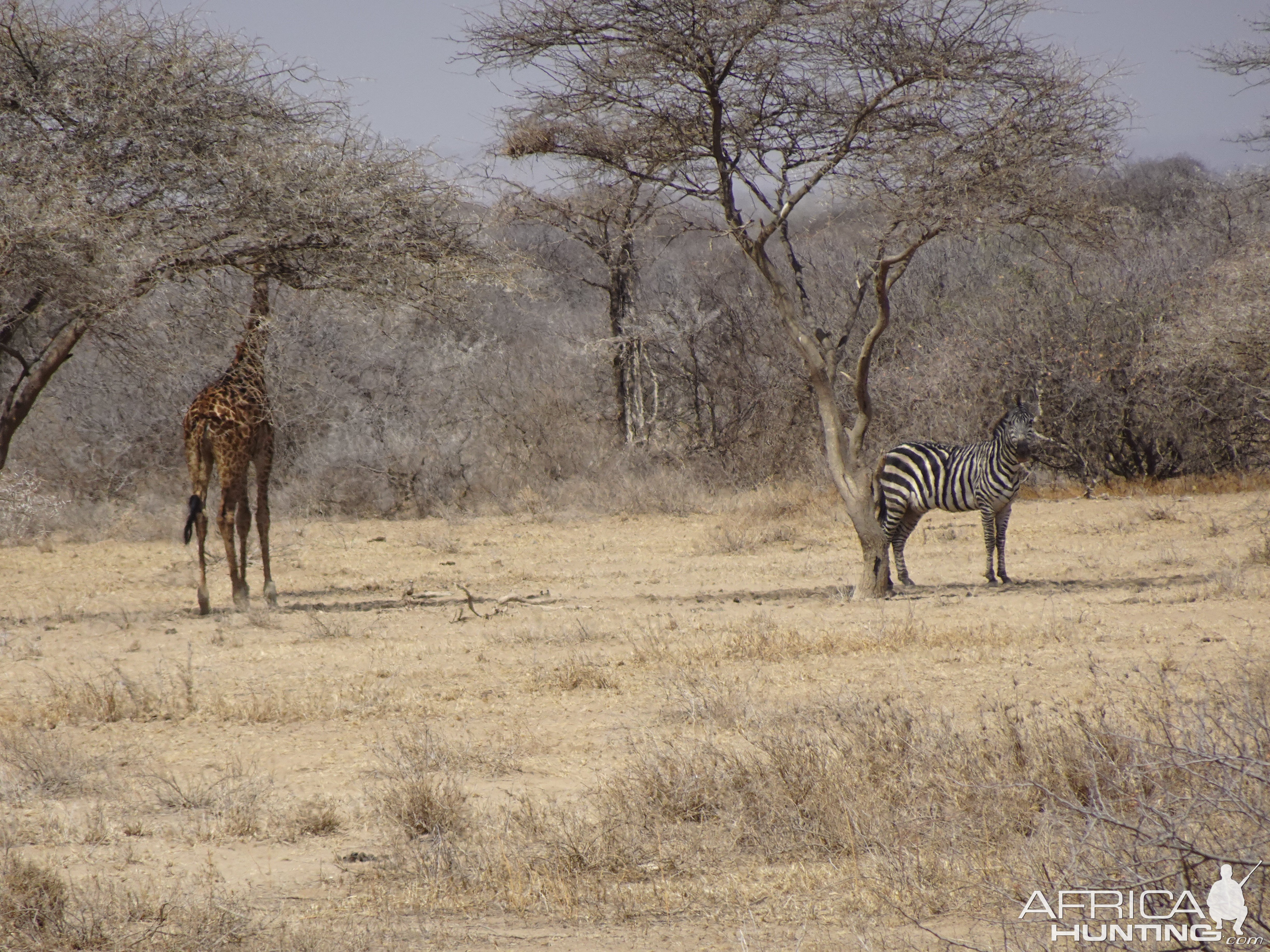 Giraffe & Zebra Massailand