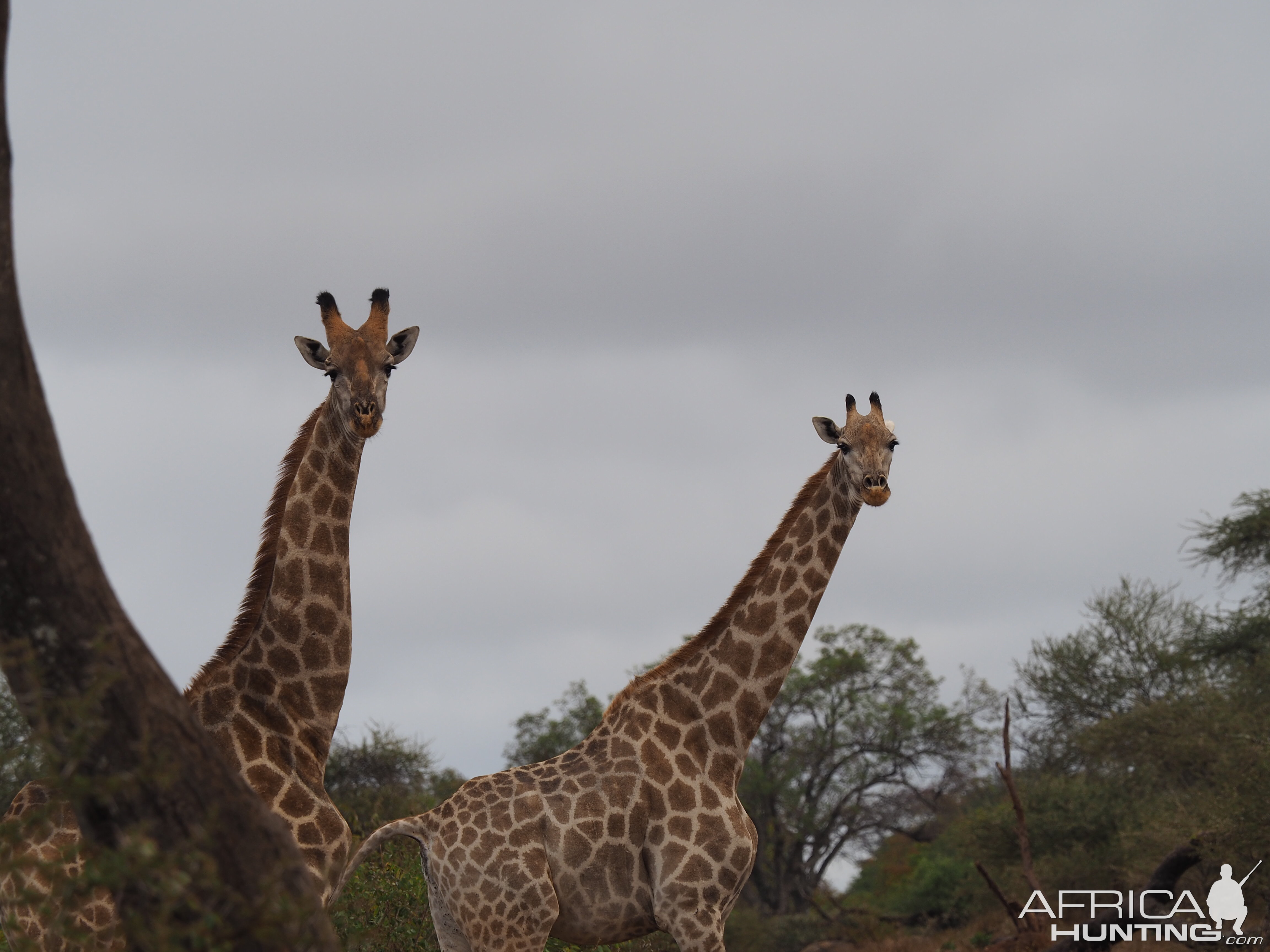 Giraffe Zimbabwe