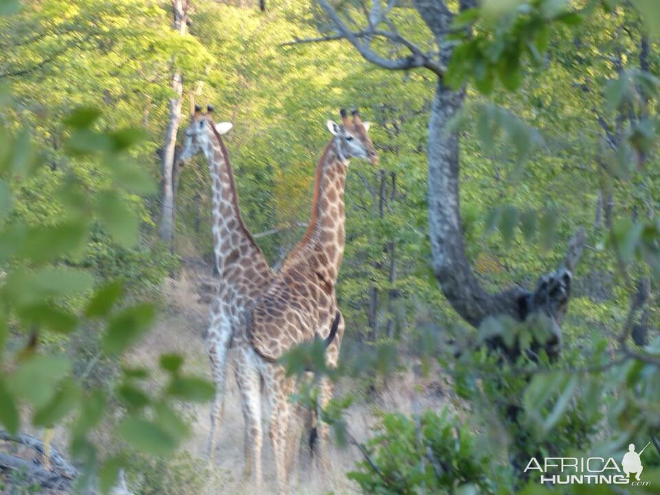 Giraffe Zimbabwe