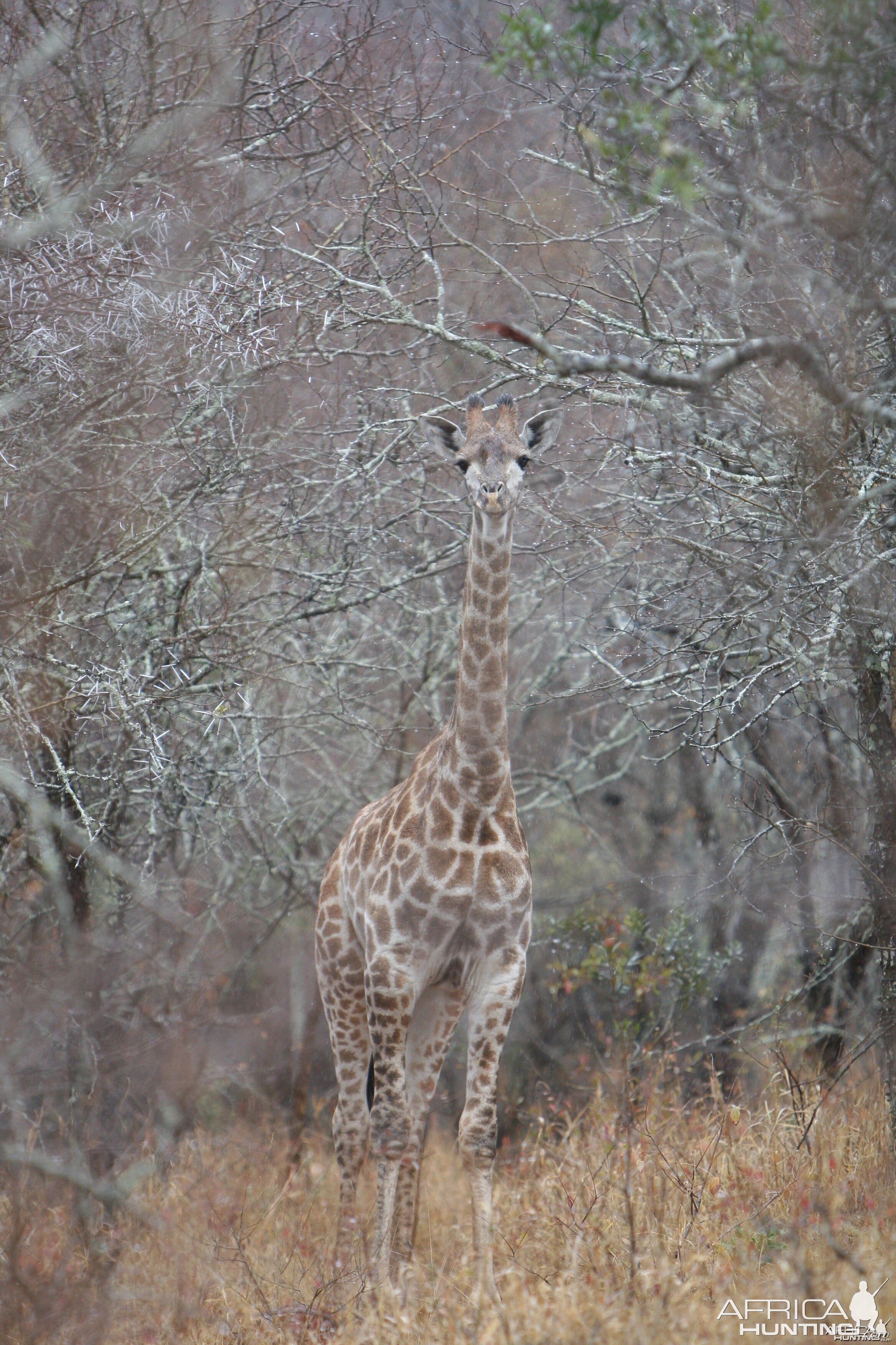 Giraffe