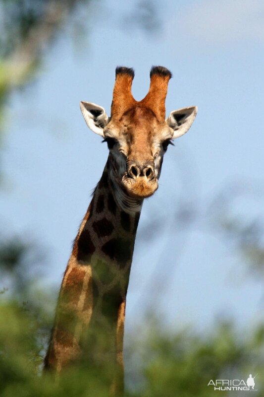 Giraffe