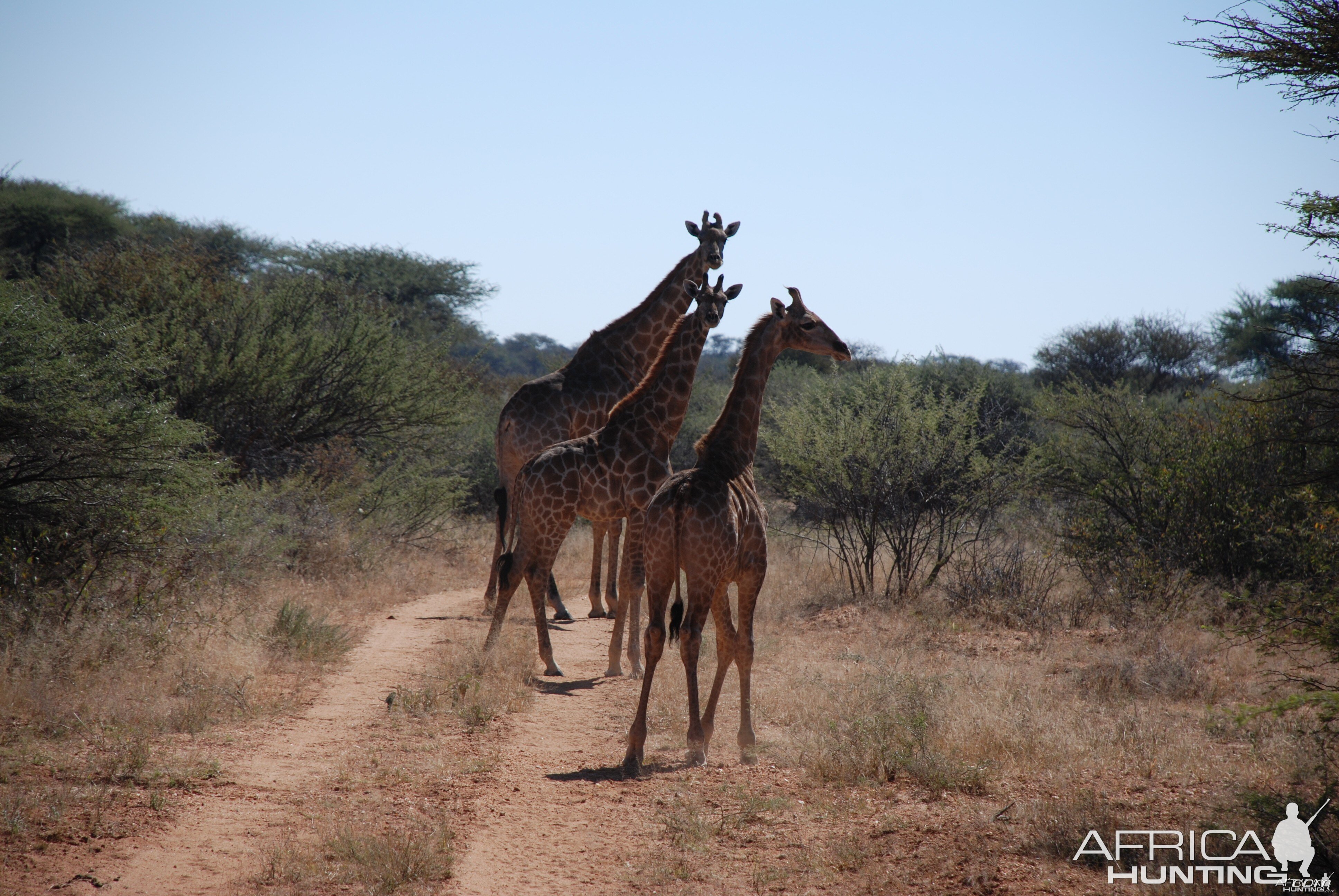 Giraffe