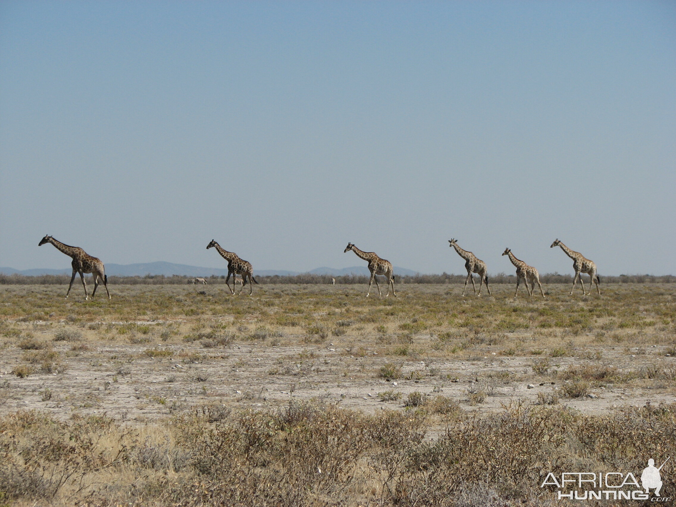 Giraffes at Etosha National Park, Namibia