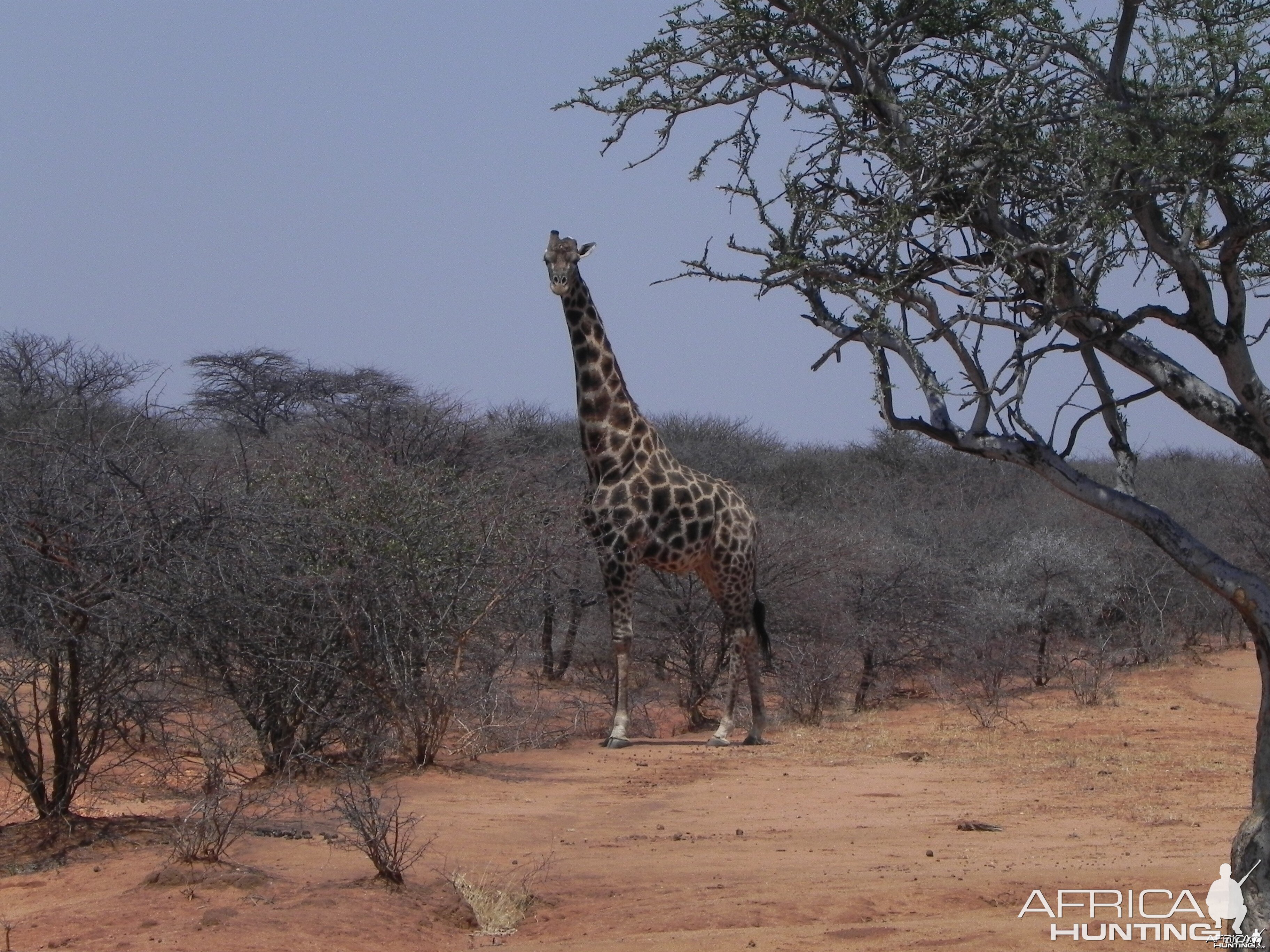 Giraffes Bull Namibia