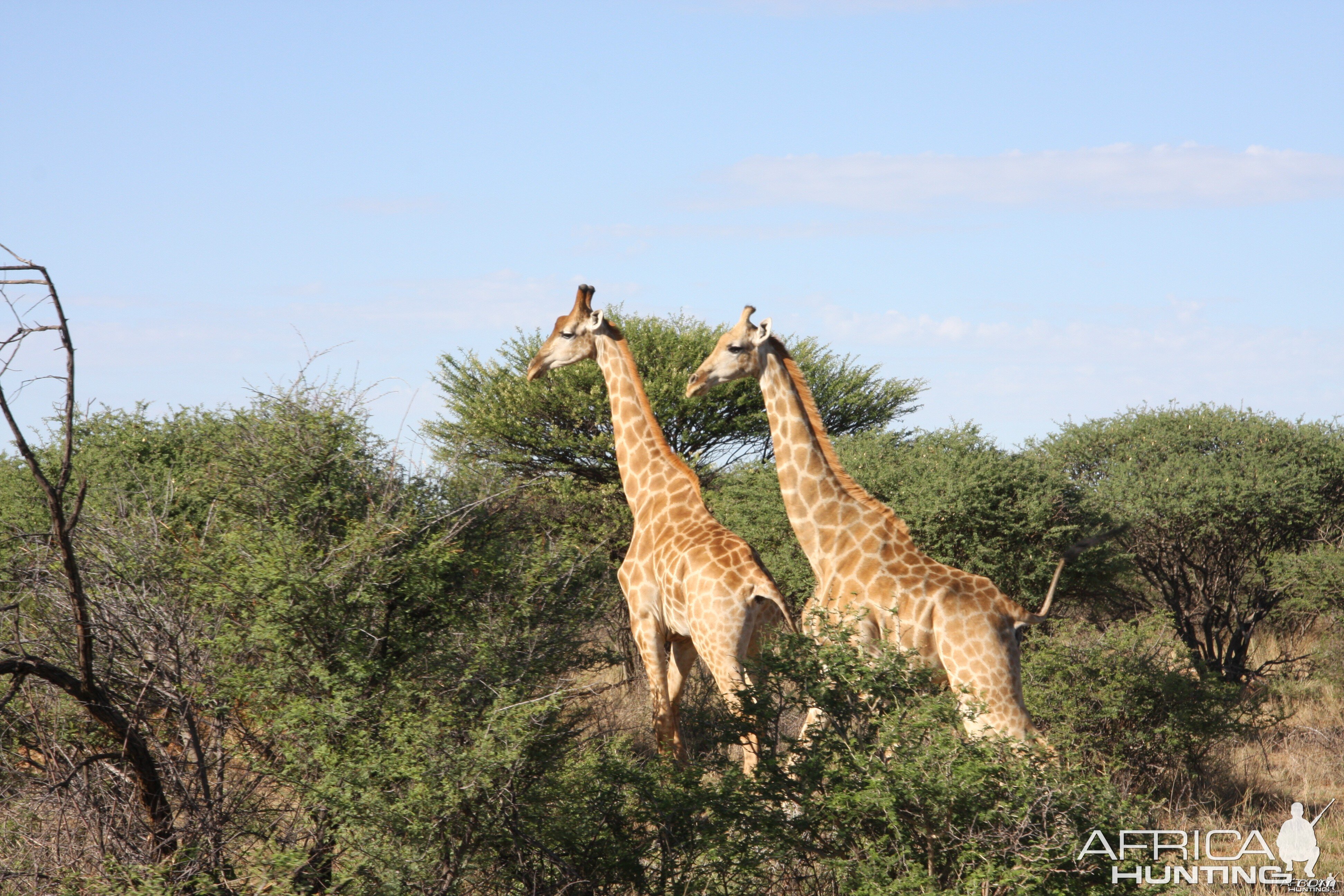 Giraffes Namibia