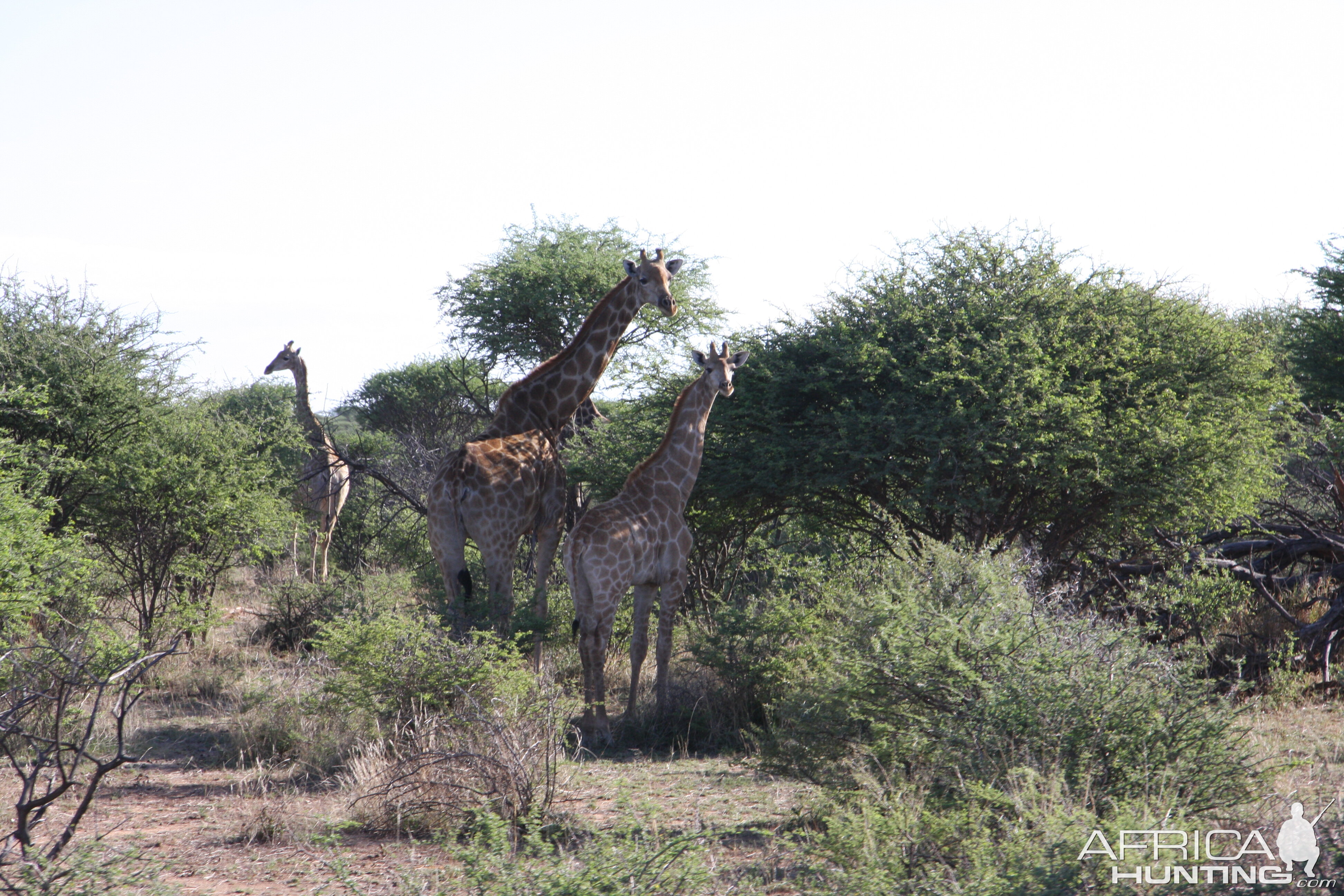 Giraffes Namibia | AfricaHunting.com