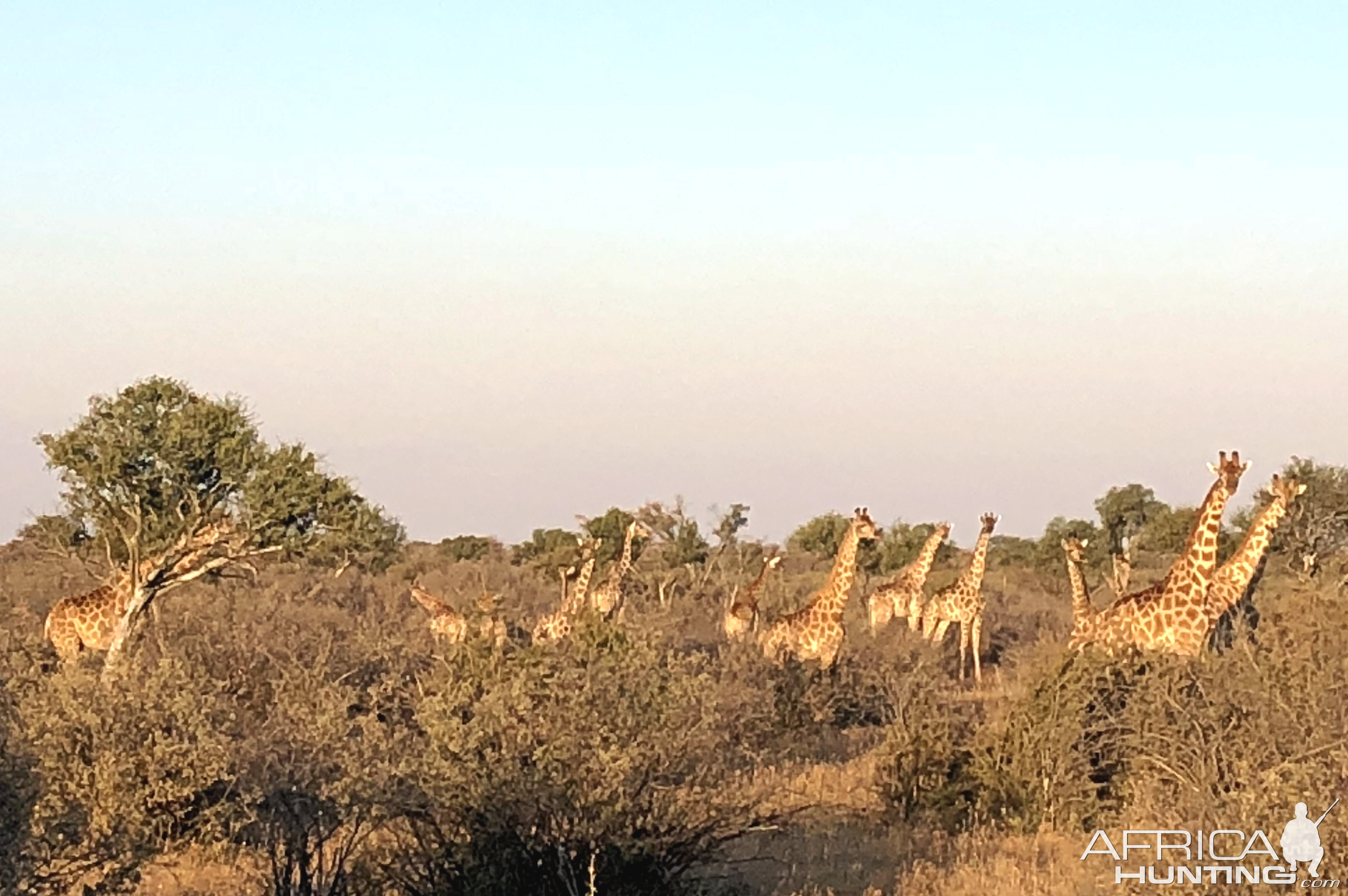 Giraffes South Africa