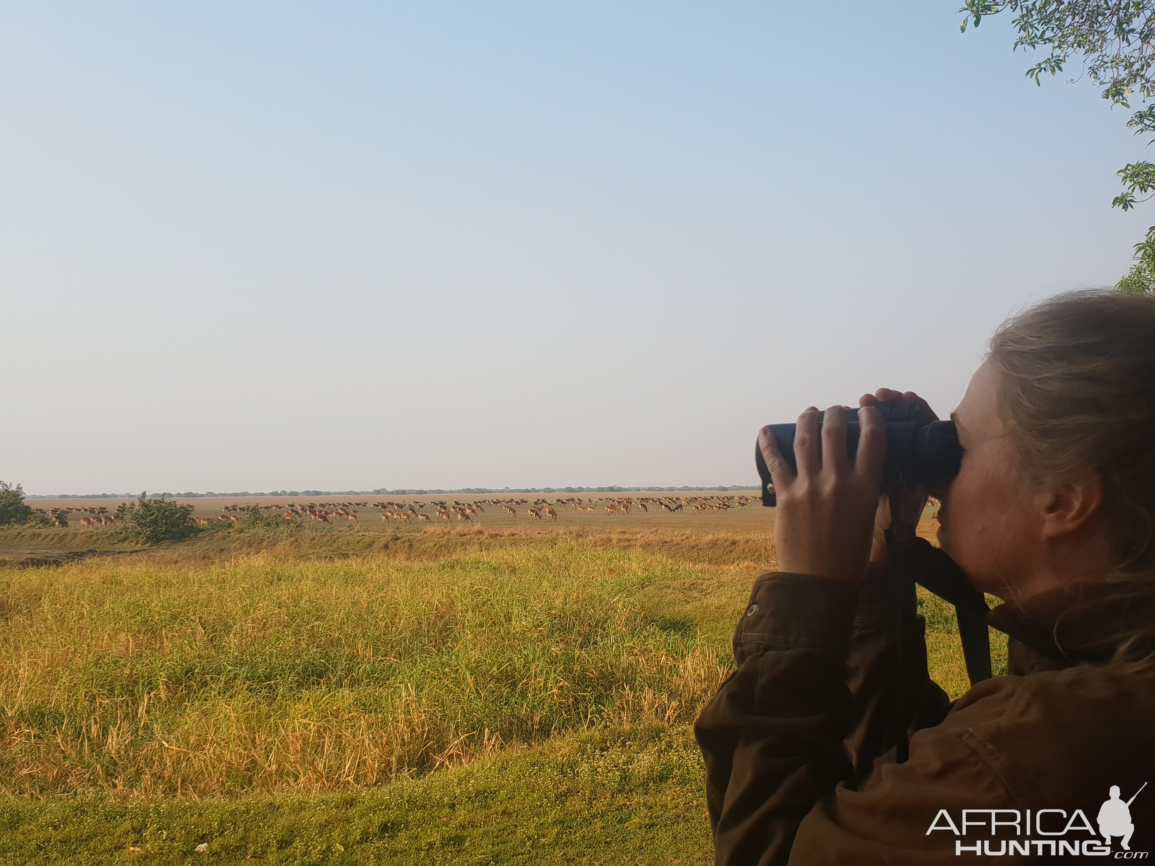 Glassing Black Lechwe Bangweulu Wetlands Zambia