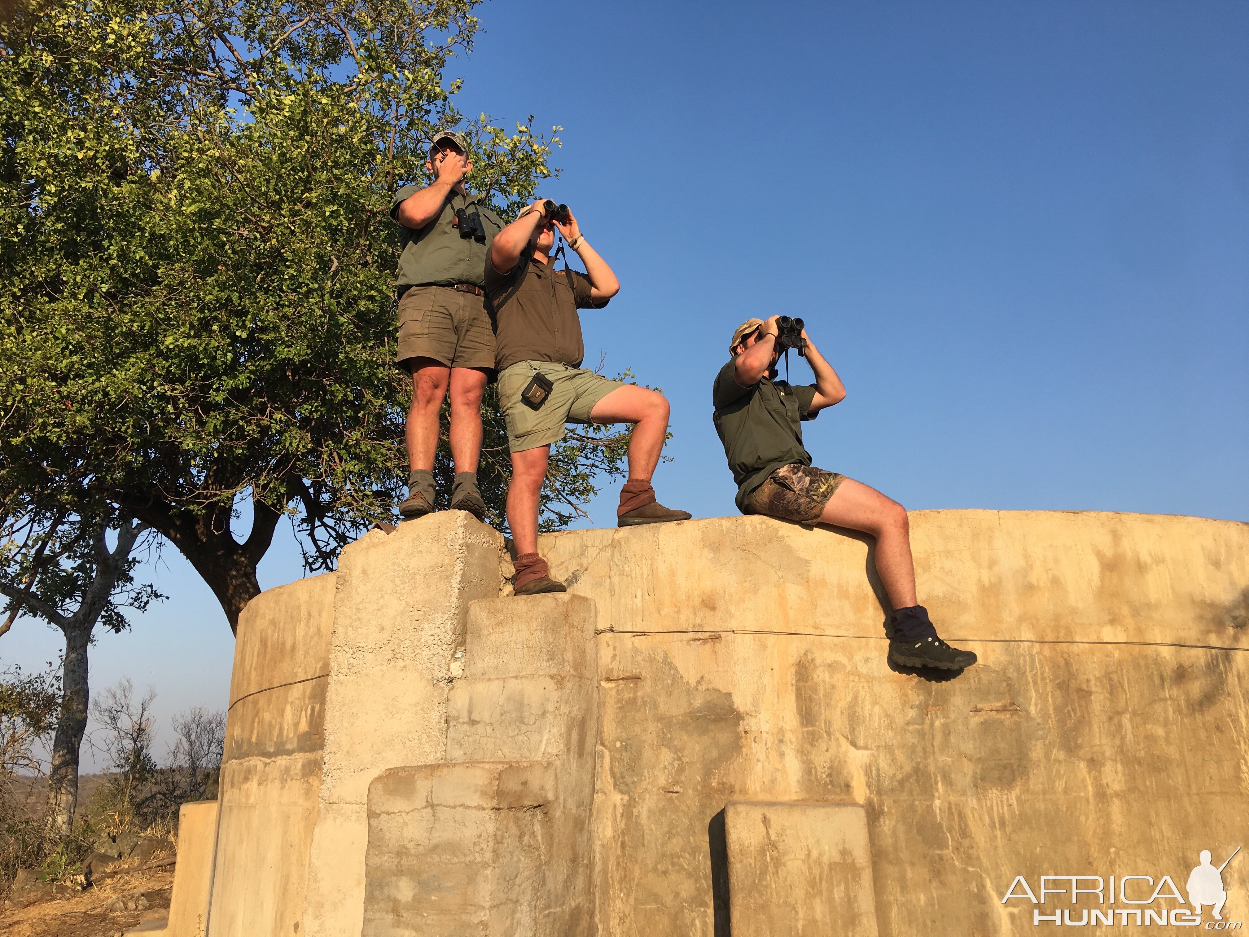 Glassing Cape Buffalo South Africa