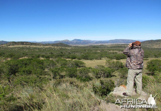 Glassing for Bontebok