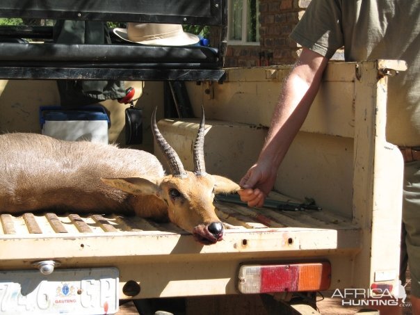 Gold medal Southern Mountain Reedbuck