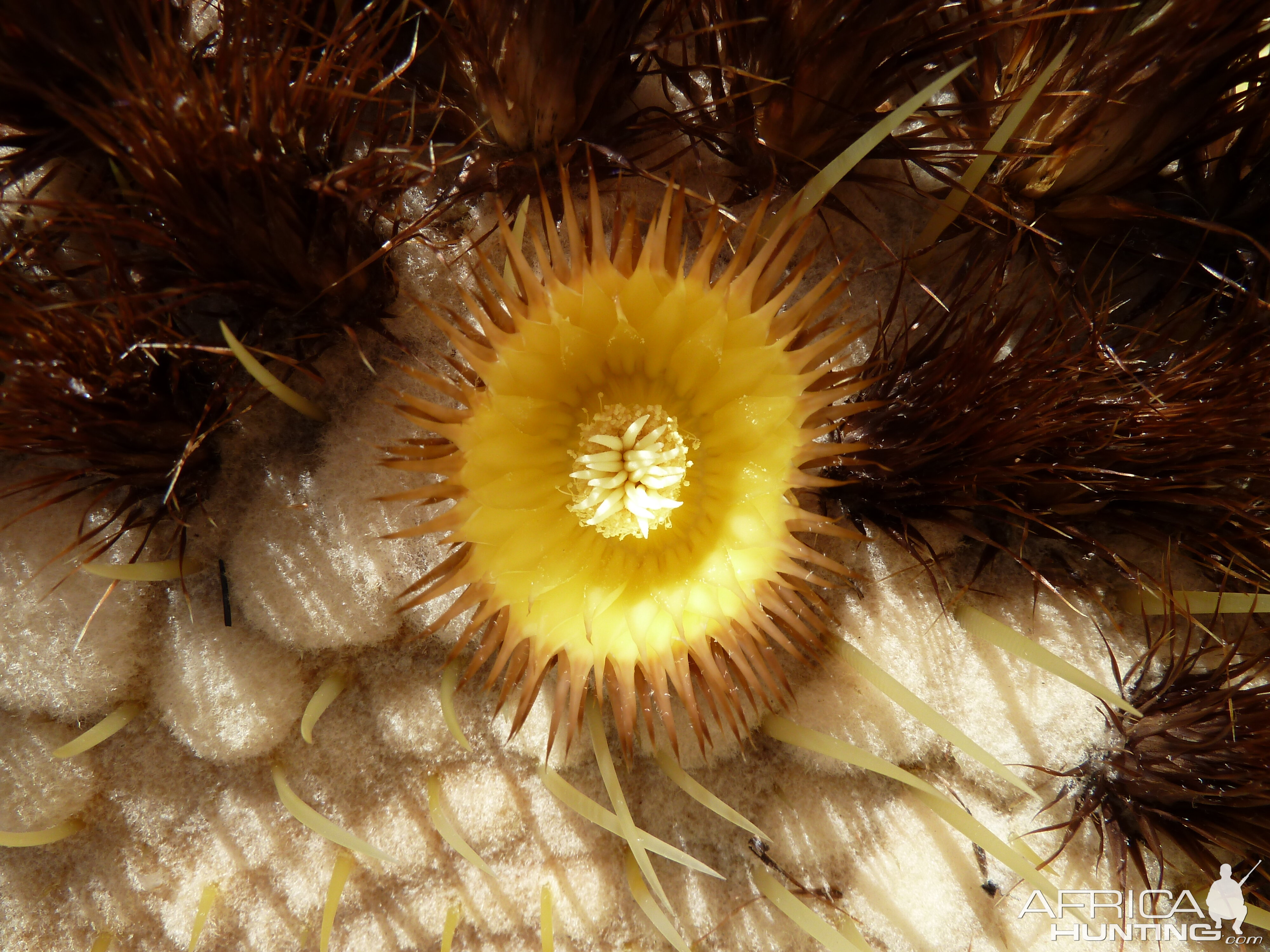 Golden Barrel Cactus Flower