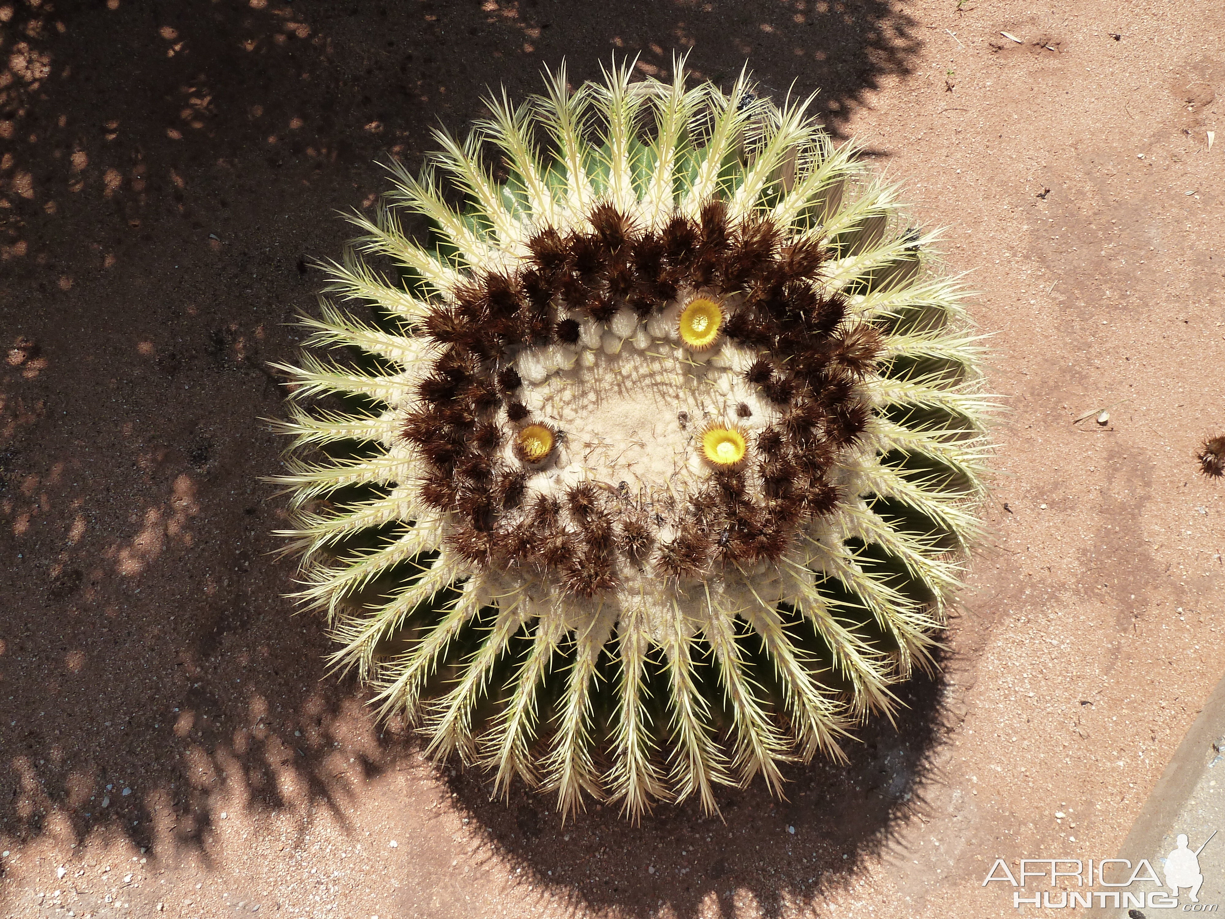 Golden Barrel Cactus