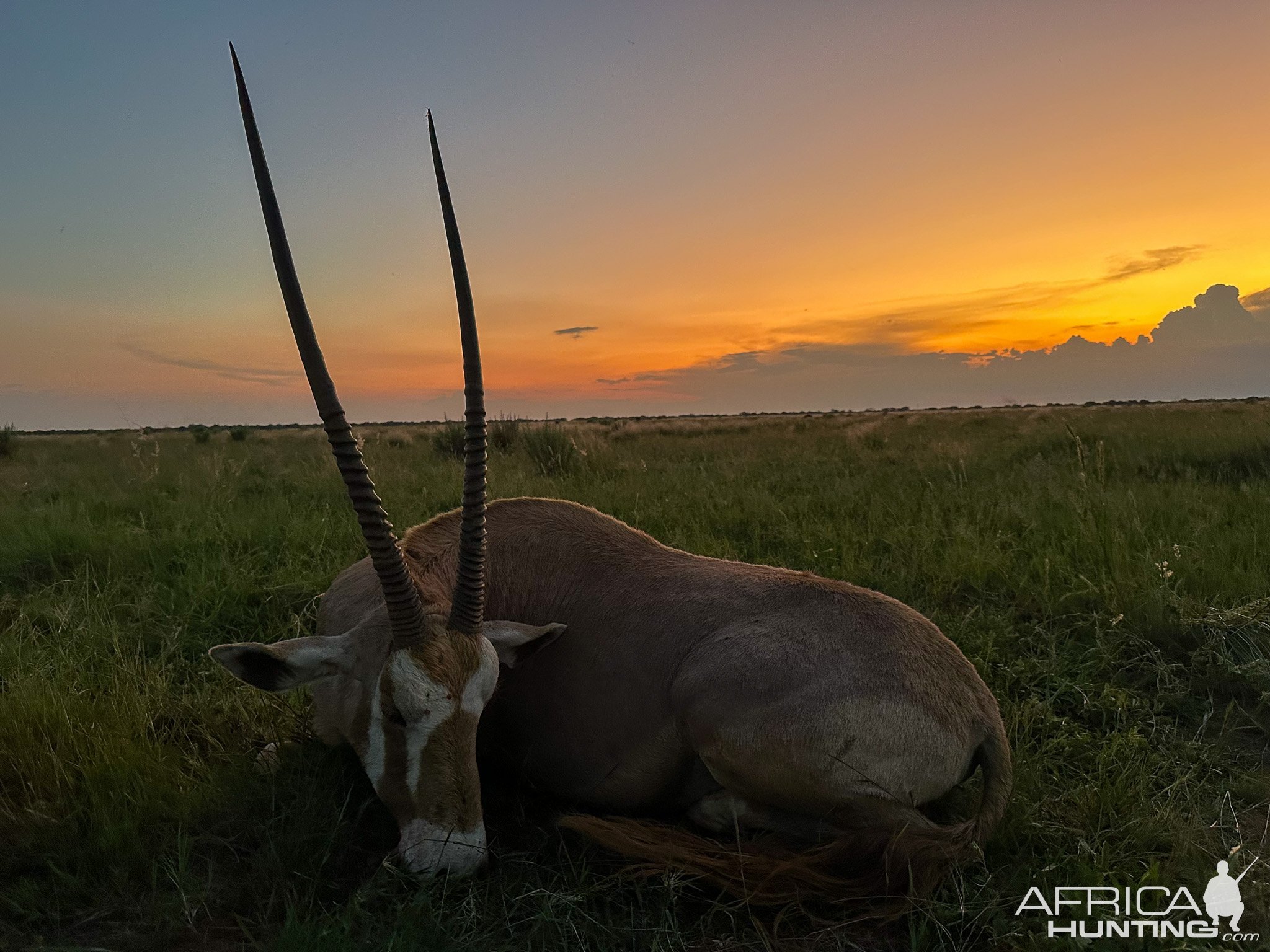 Golden Gemsbok Hunt South Africa