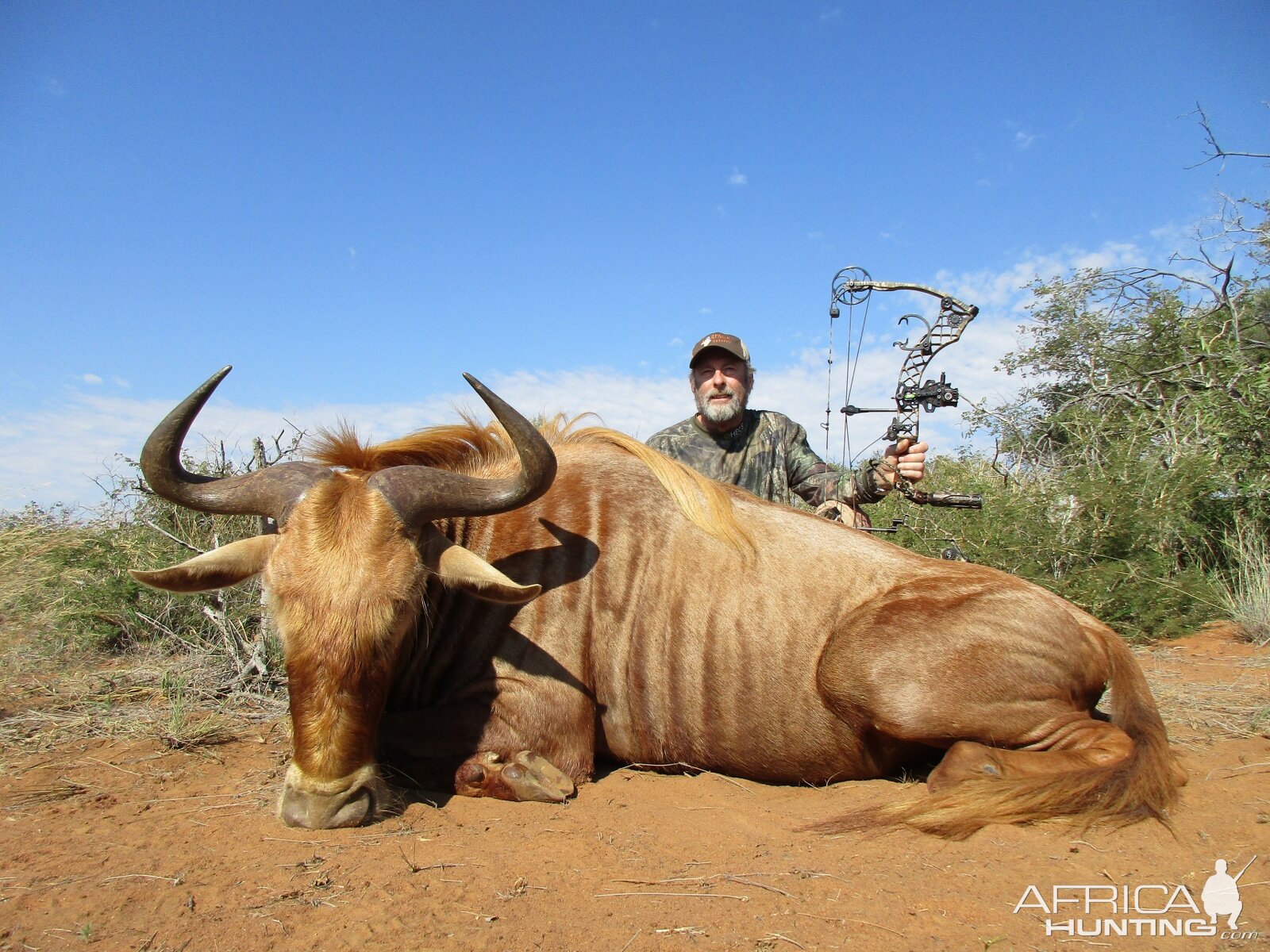 Golden Wildebeest Bow Hunting South Africa